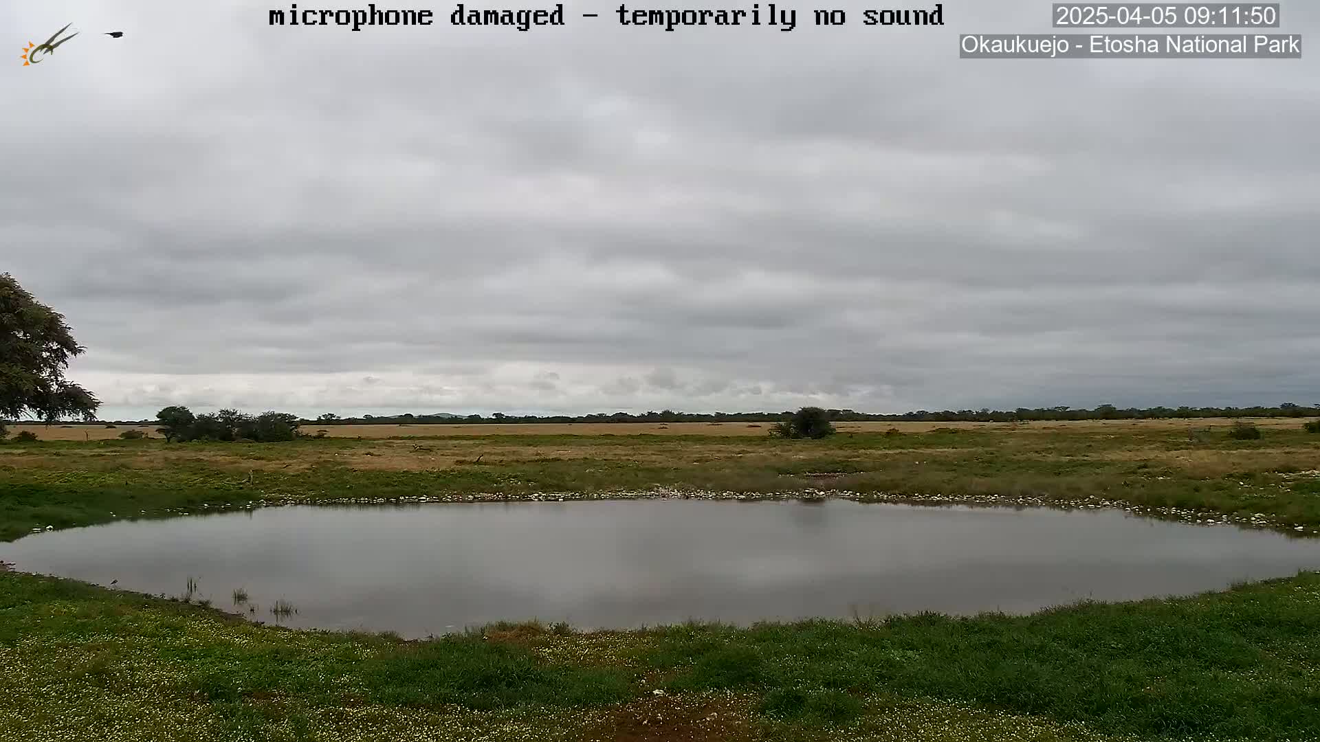 A small, still pond is situated in a flat, grassy field under a cloudy sky.