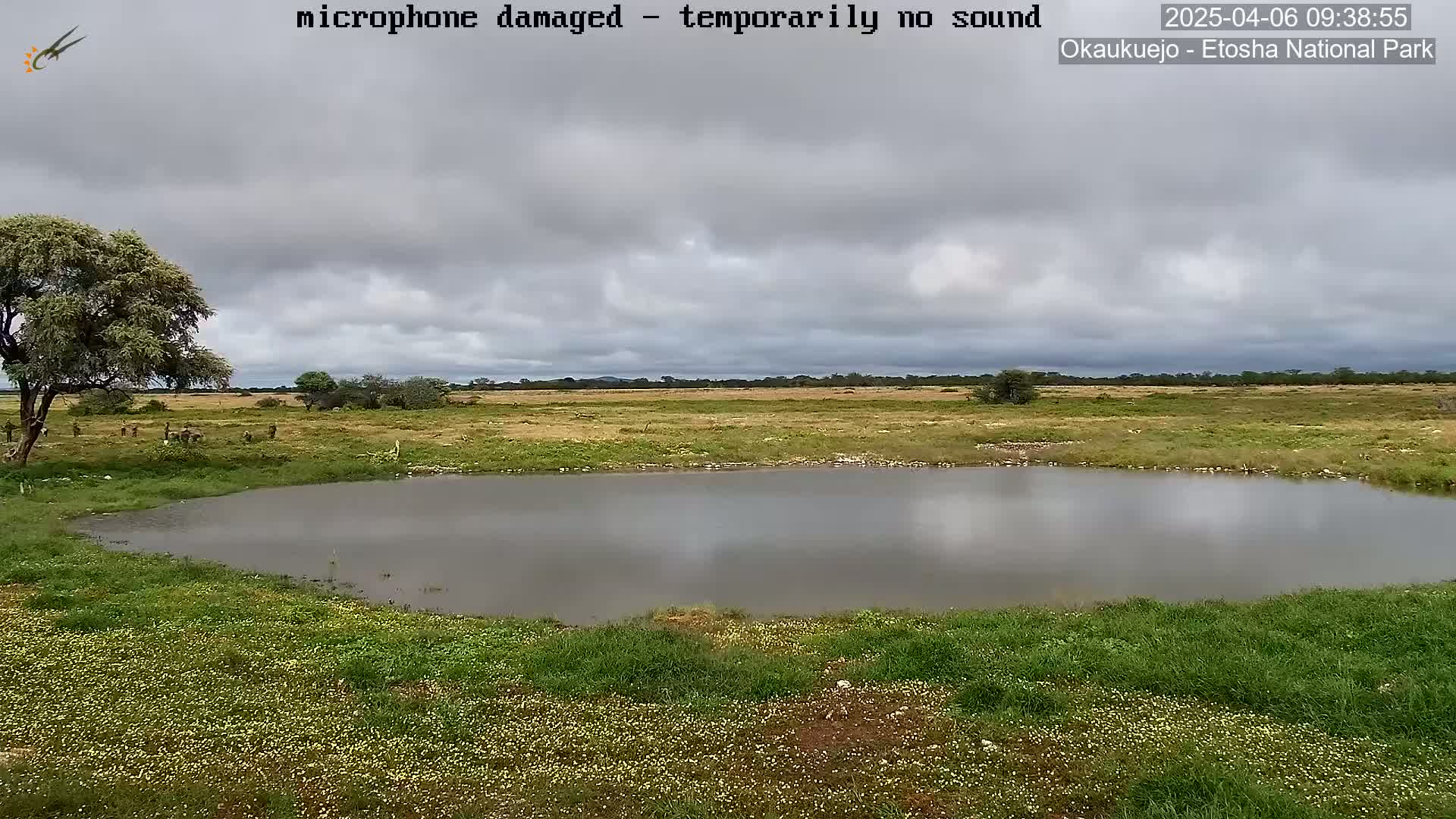A calm, overcast day reveals a tranquil watering hole surrounded by short green grass and wildflowers in a flat, sparsely vegetated landscape.