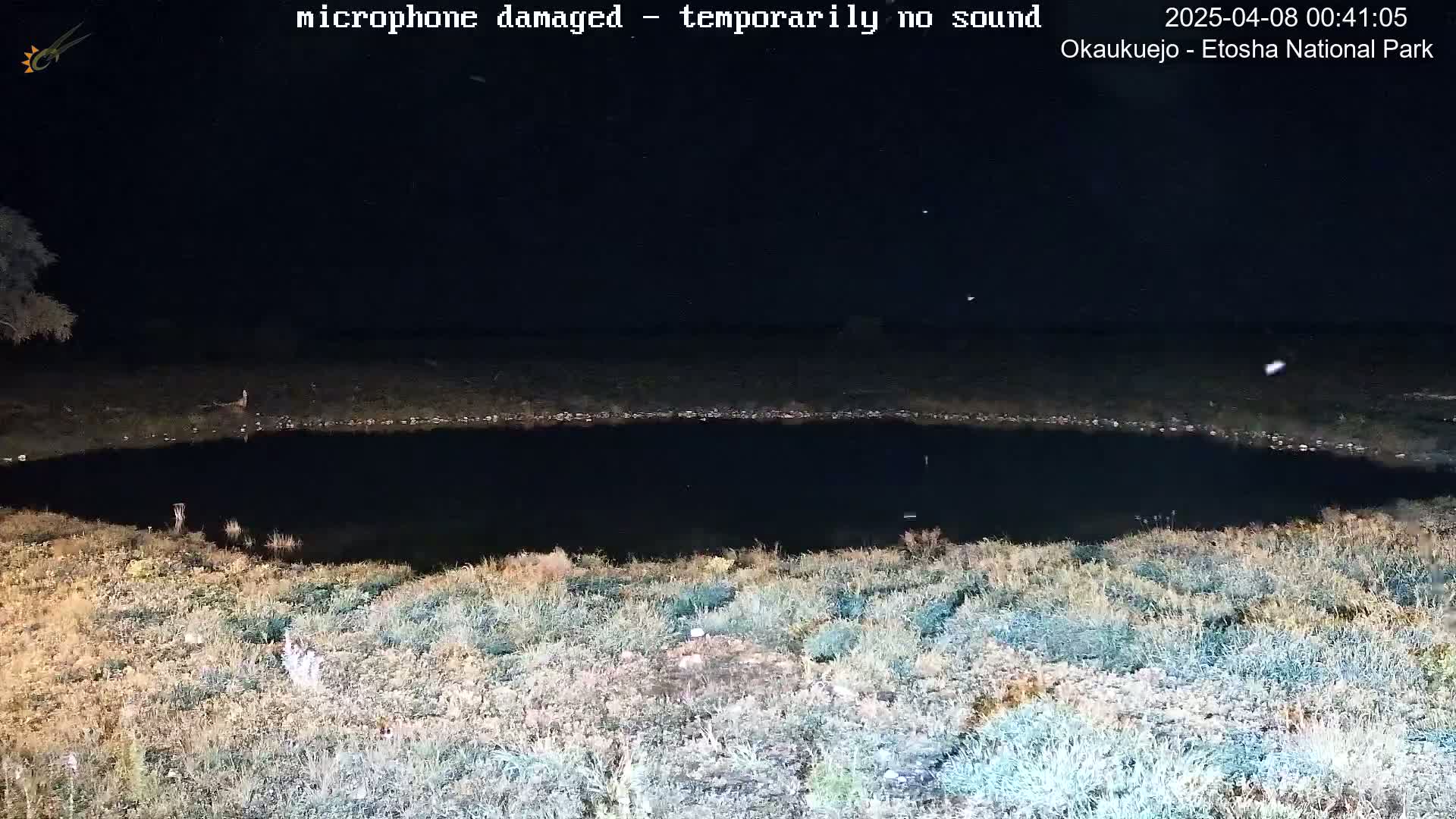 A dark, still body of water is surrounded by dry, light-brown and green vegetation under a nighttime sky.