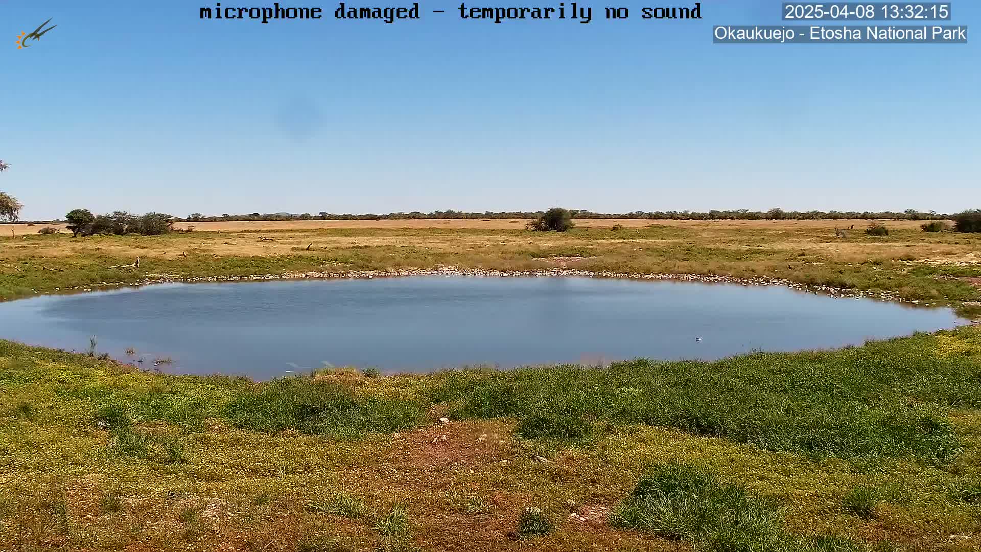 A calm, blue watering hole is surrounded by dry, tan grasslands under a clear, bright blue sky.