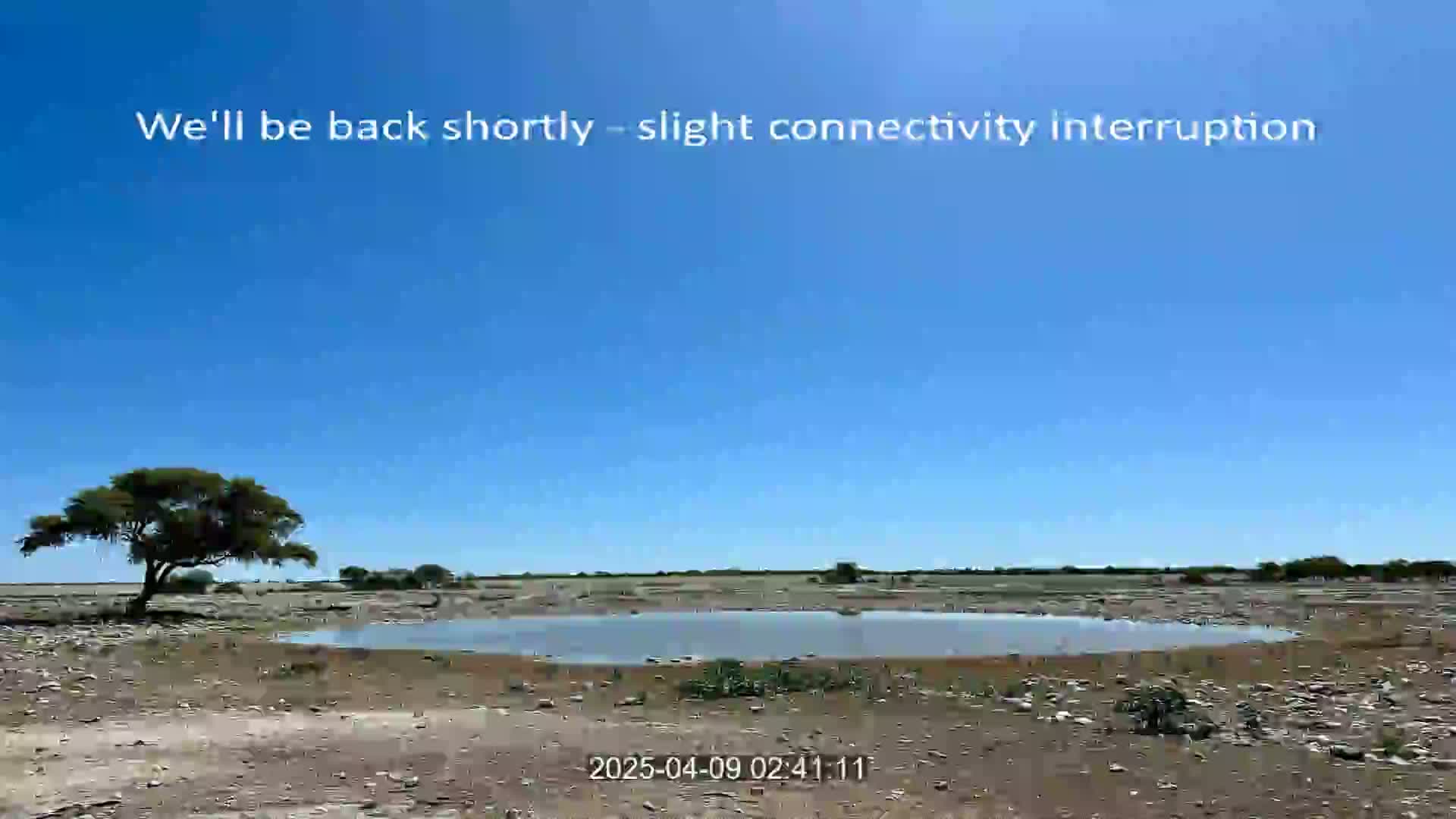 A small watering hole sits in a dry, flat landscape under a clear blue sky.