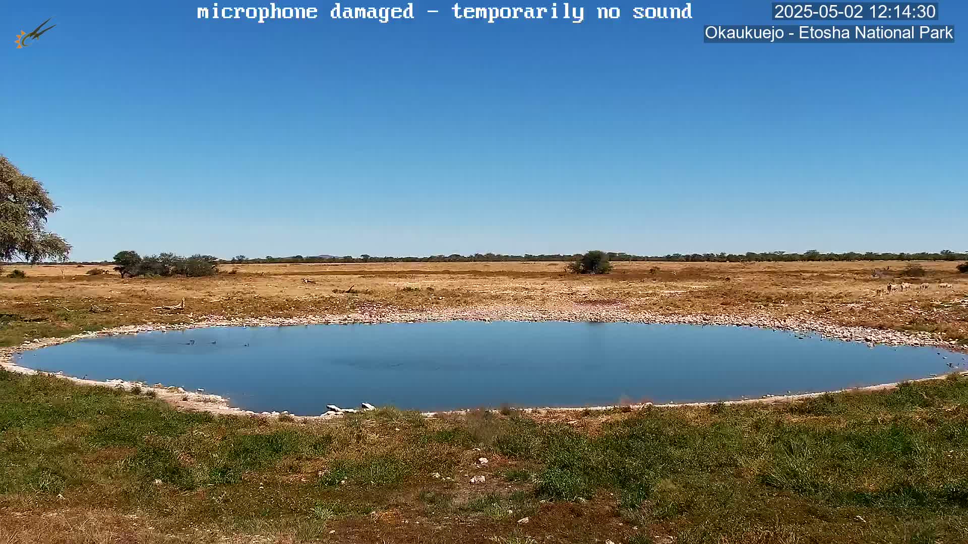 A small, calm body of water sits in a dry, grassy field under a clear blue sky.
