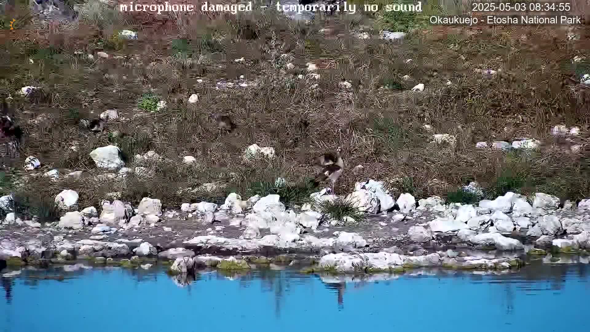 A flock of birds stands near a body of bright blue water next to a rocky shore covered with dry grass.