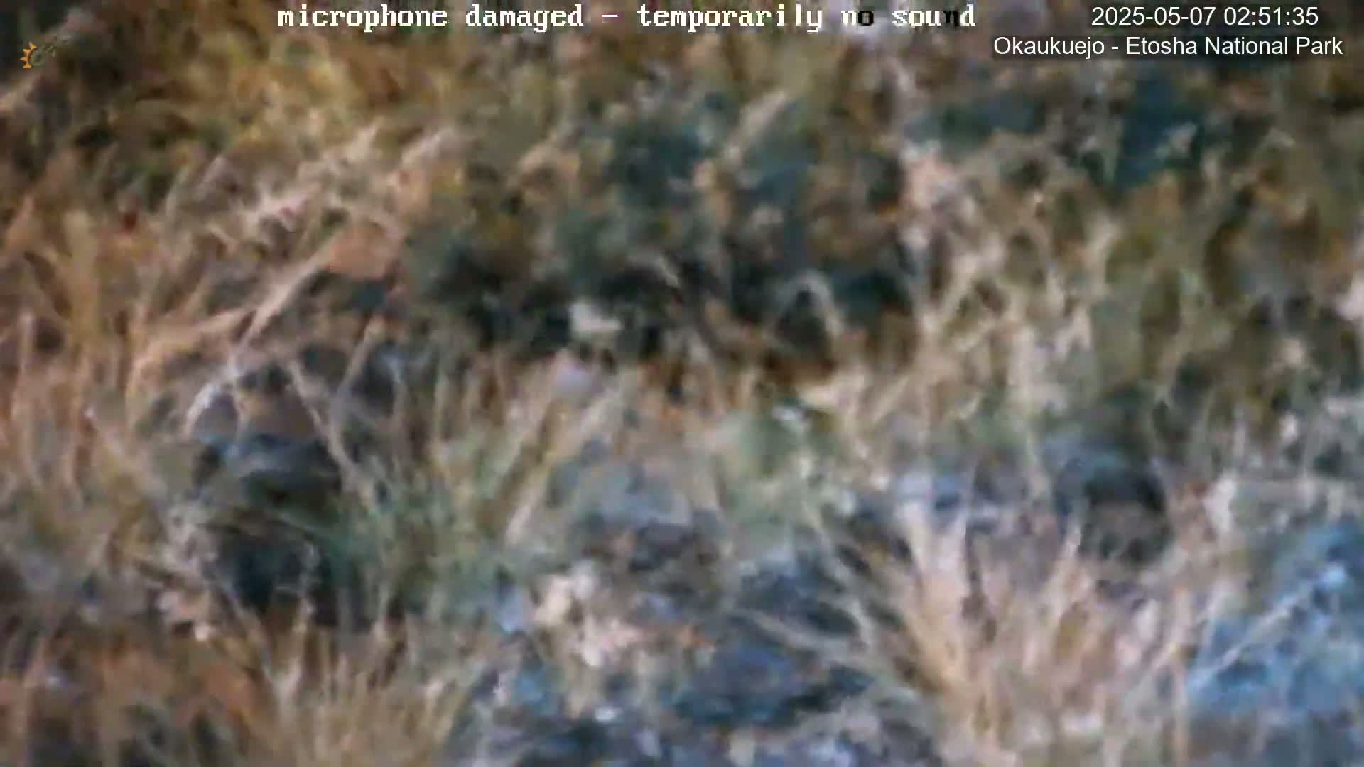 A blurry image shows tall, dry, tan and brown grasses obscuring the view of the ground.