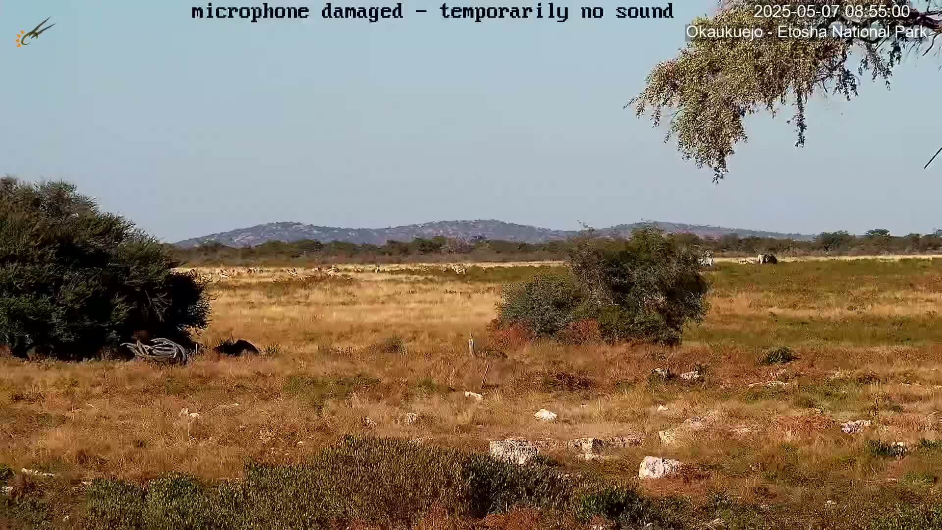 A herd of zebras grazes in a dry, grassy plain under a clear sky, with low hills visible in the distance.