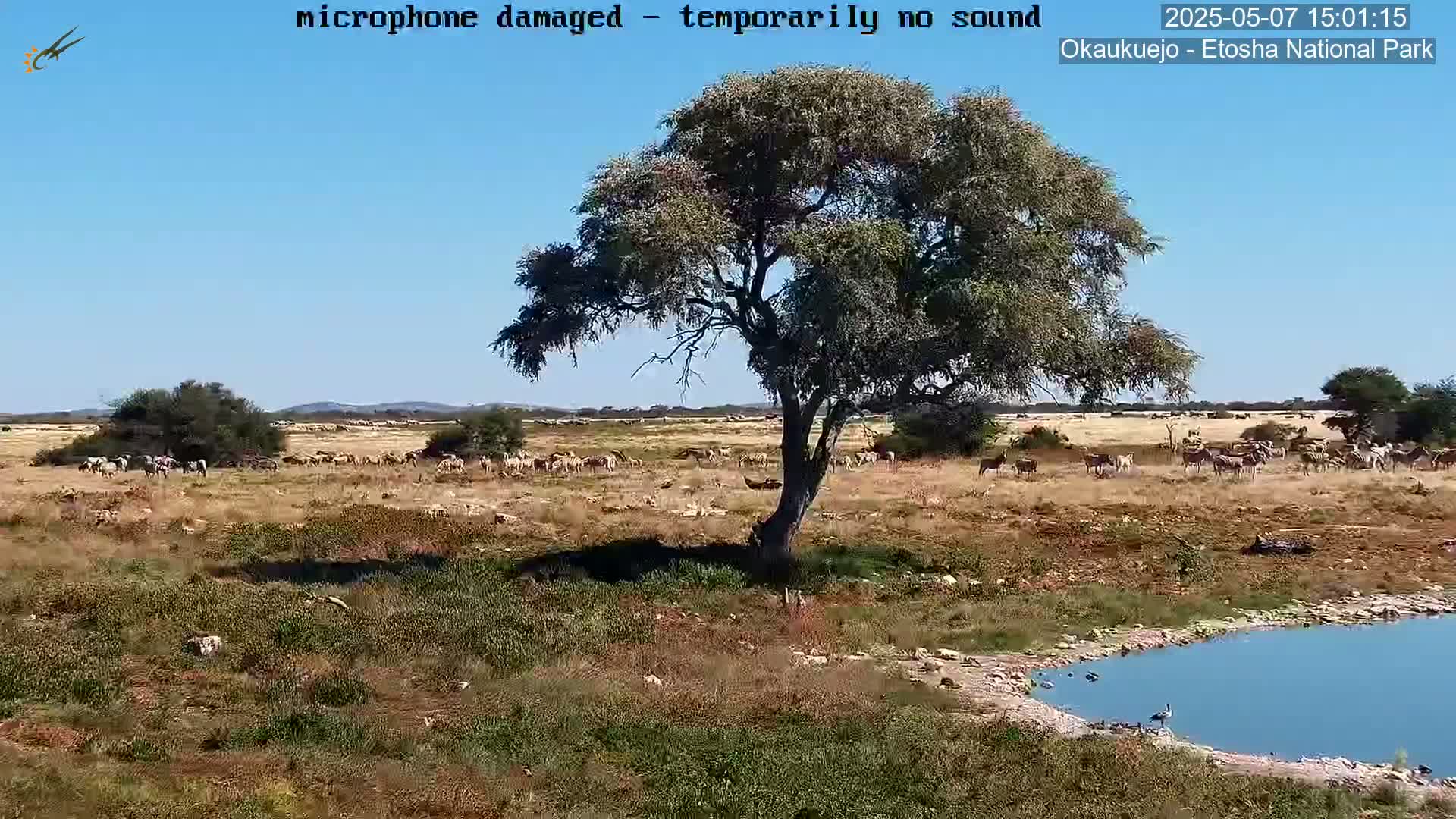 A herd of zebras and other animals grazes in a dry, grassy field near a small watering hole under a clear blue sky, with a lone tree in the foreground.