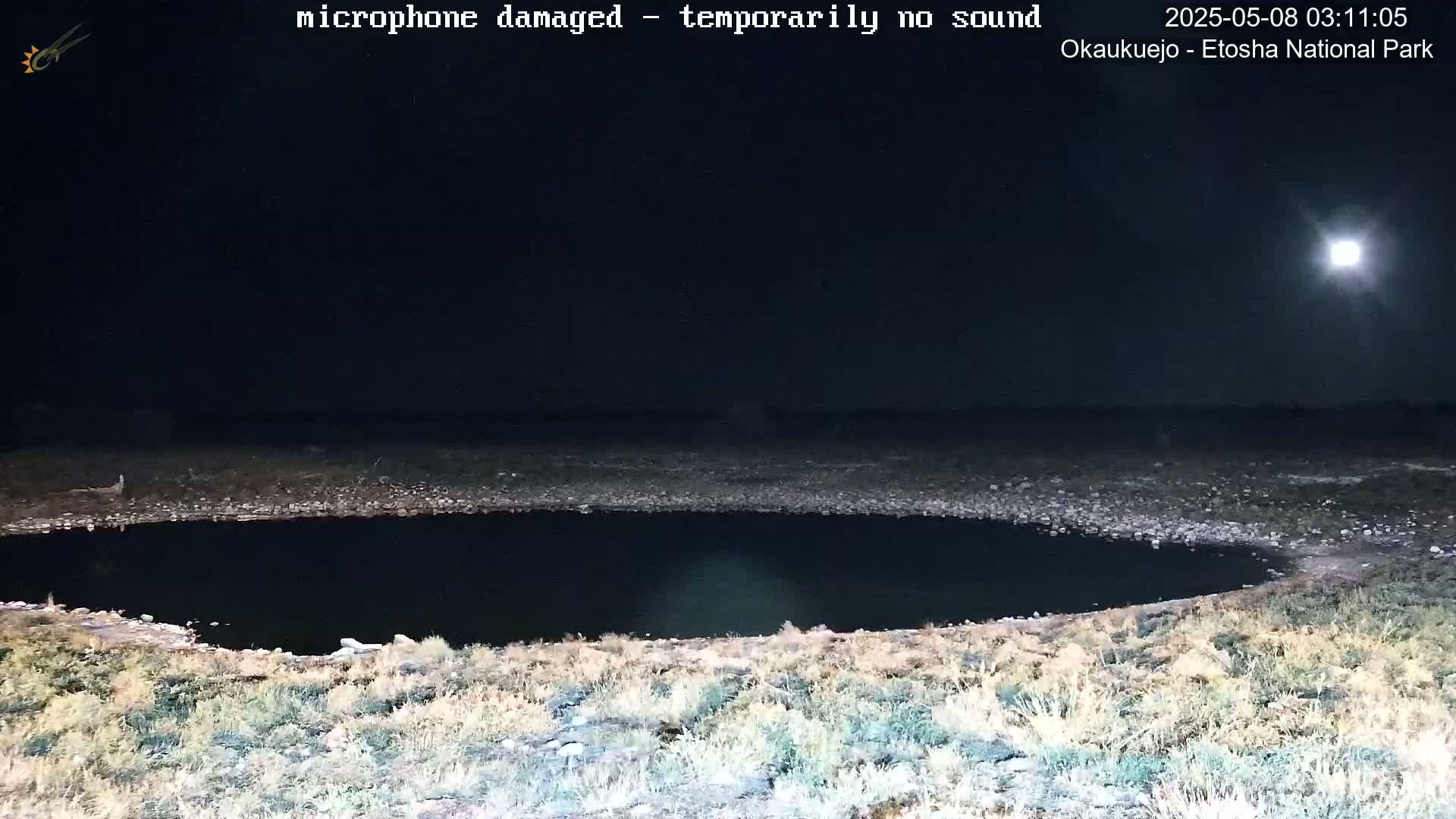 A dark, moonlit nighttime scene shows a small, still body of water surrounded by dry, rocky ground and sparse vegetation.