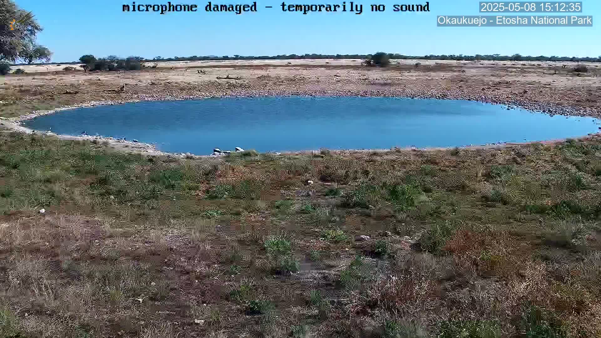A blue watering hole is surrounded by dry, scrubby vegetation under a clear blue sky.