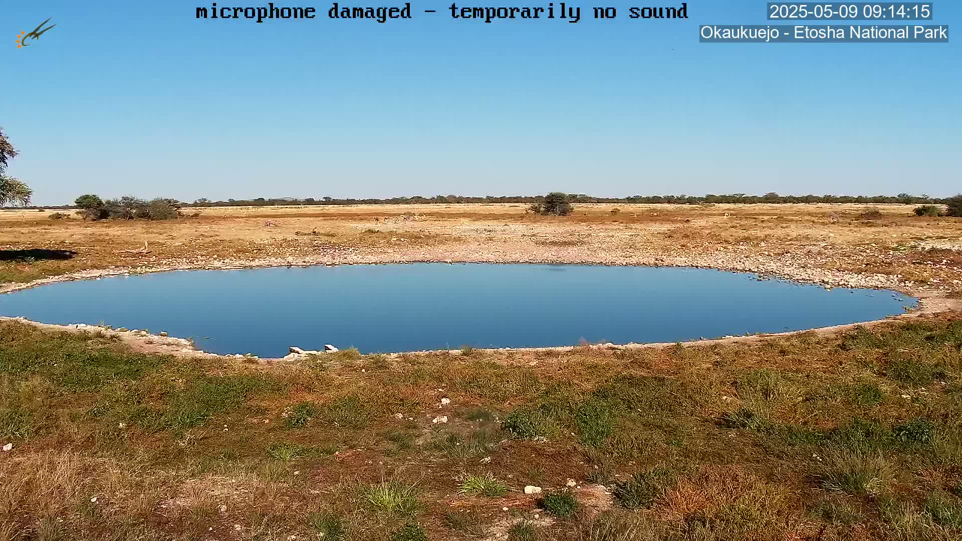 A small, clear blue watering hole sits in a dry, grassy landscape under a clear blue sky.