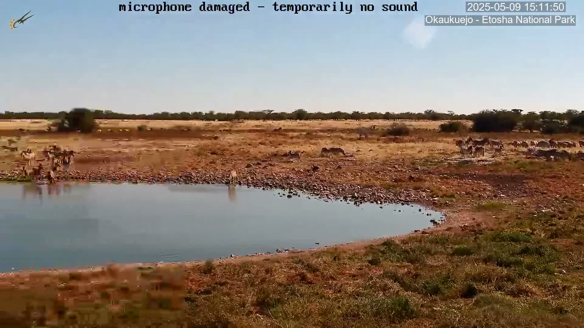 A herd of zebras and other animals are gathered near a small watering hole under a clear, sunny sky in a dry, grassy landscape.