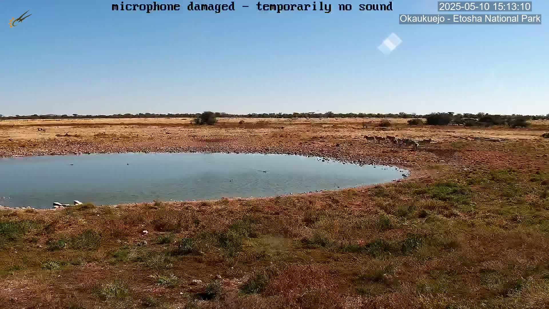 A small watering hole surrounded by dry, brown grass and a herd of zebras under a clear blue sky.