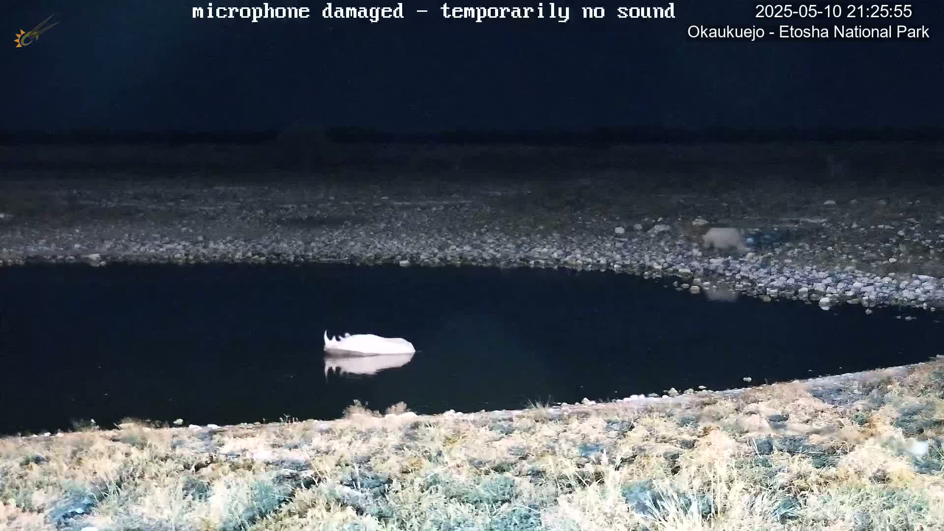 A white rhinoceros lies in a dark body of water at night, near a rocky shore with sparse vegetation.