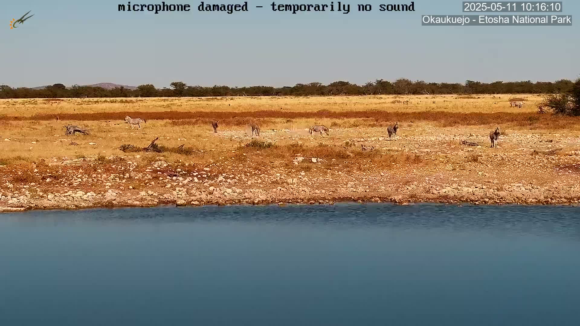 A group of zebras stands near a calm body of water in a dry, rocky landscape under a clear sky.