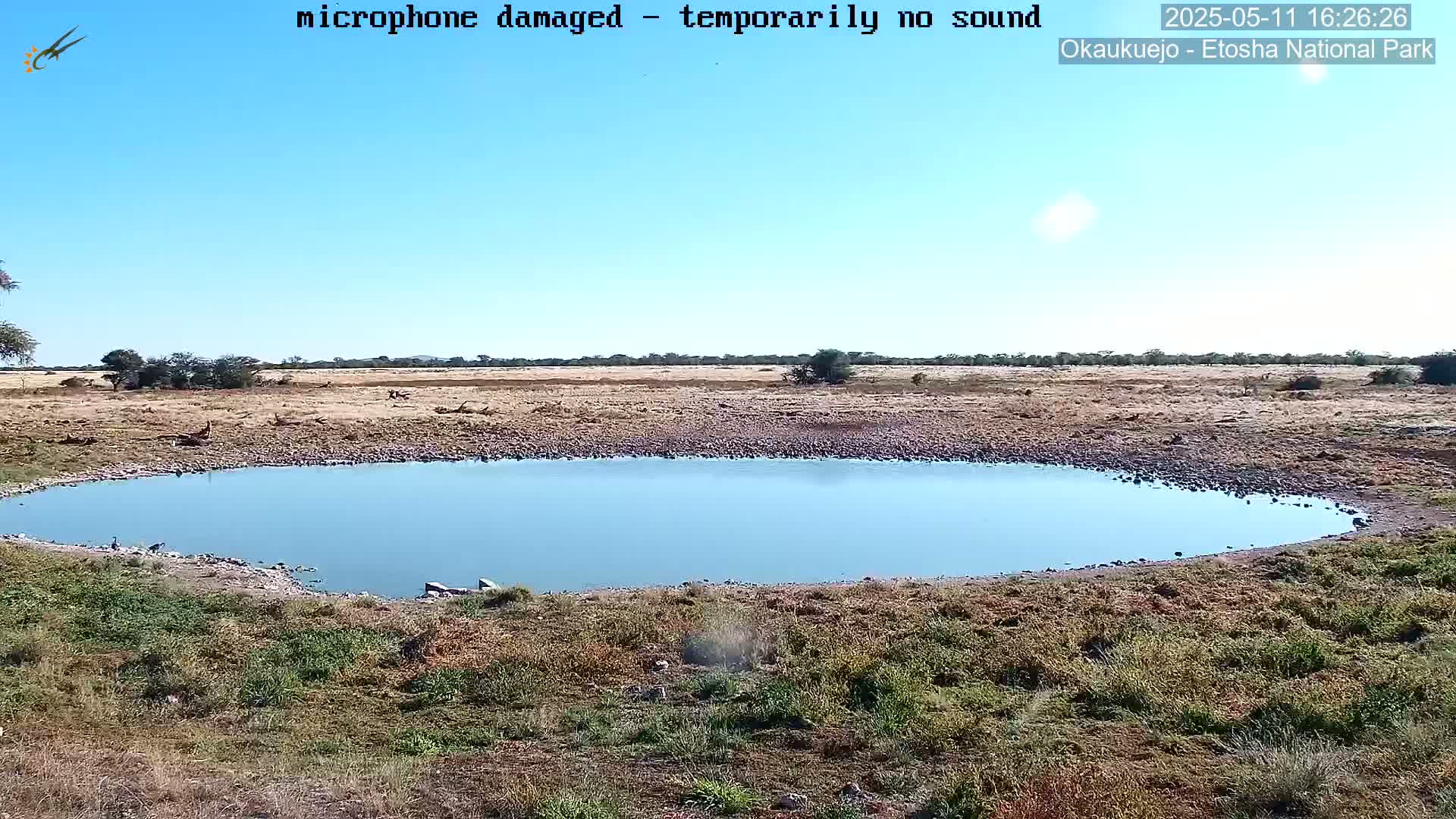 A calm, blue watering hole sits in a dry, scrubby landscape under a clear blue sky.