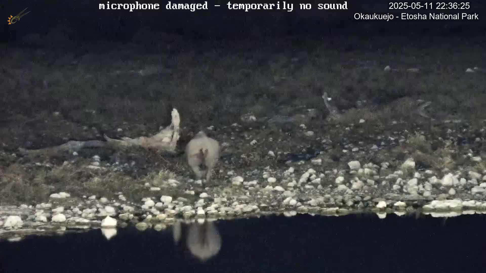A light-colored animal walks near a dark body of water at night along a rocky shore.