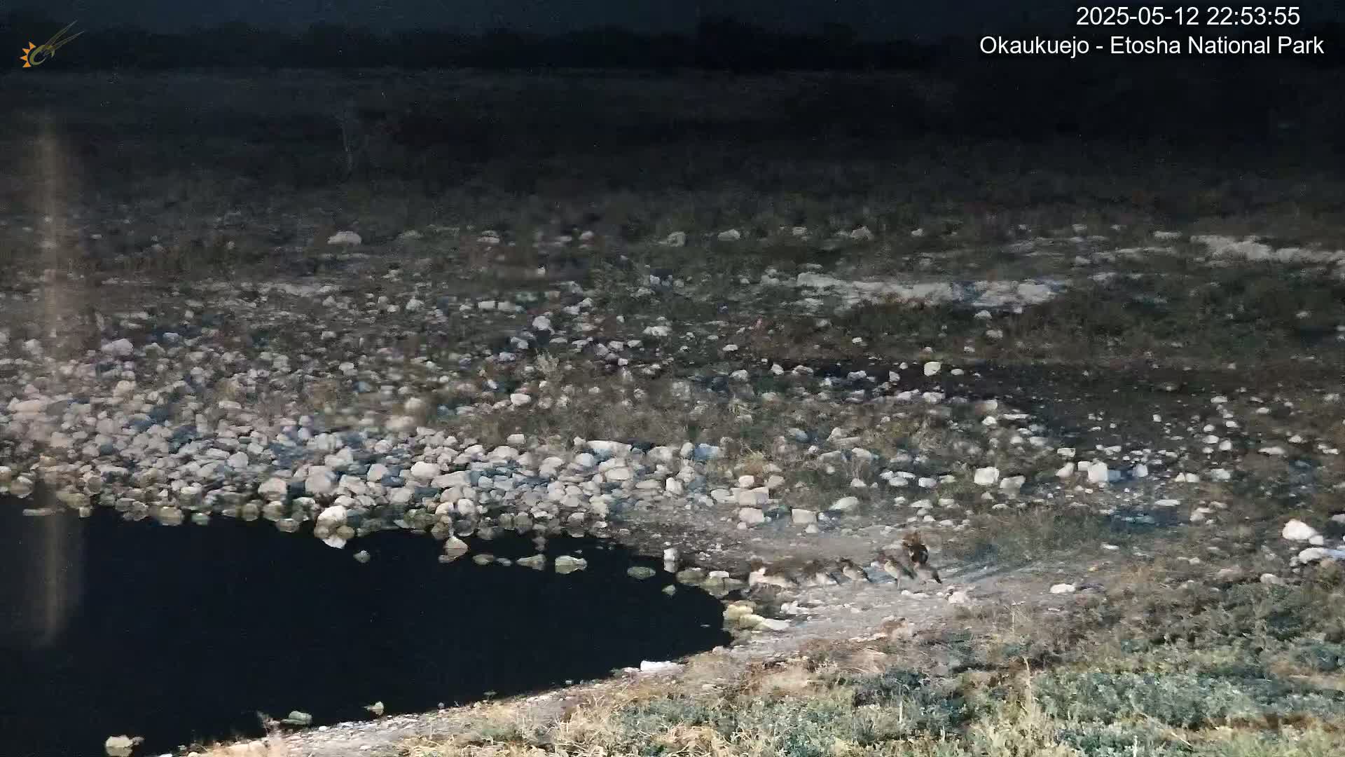 A dark body of water is edged by a rocky shoreline where several animals are gathered under a night sky.