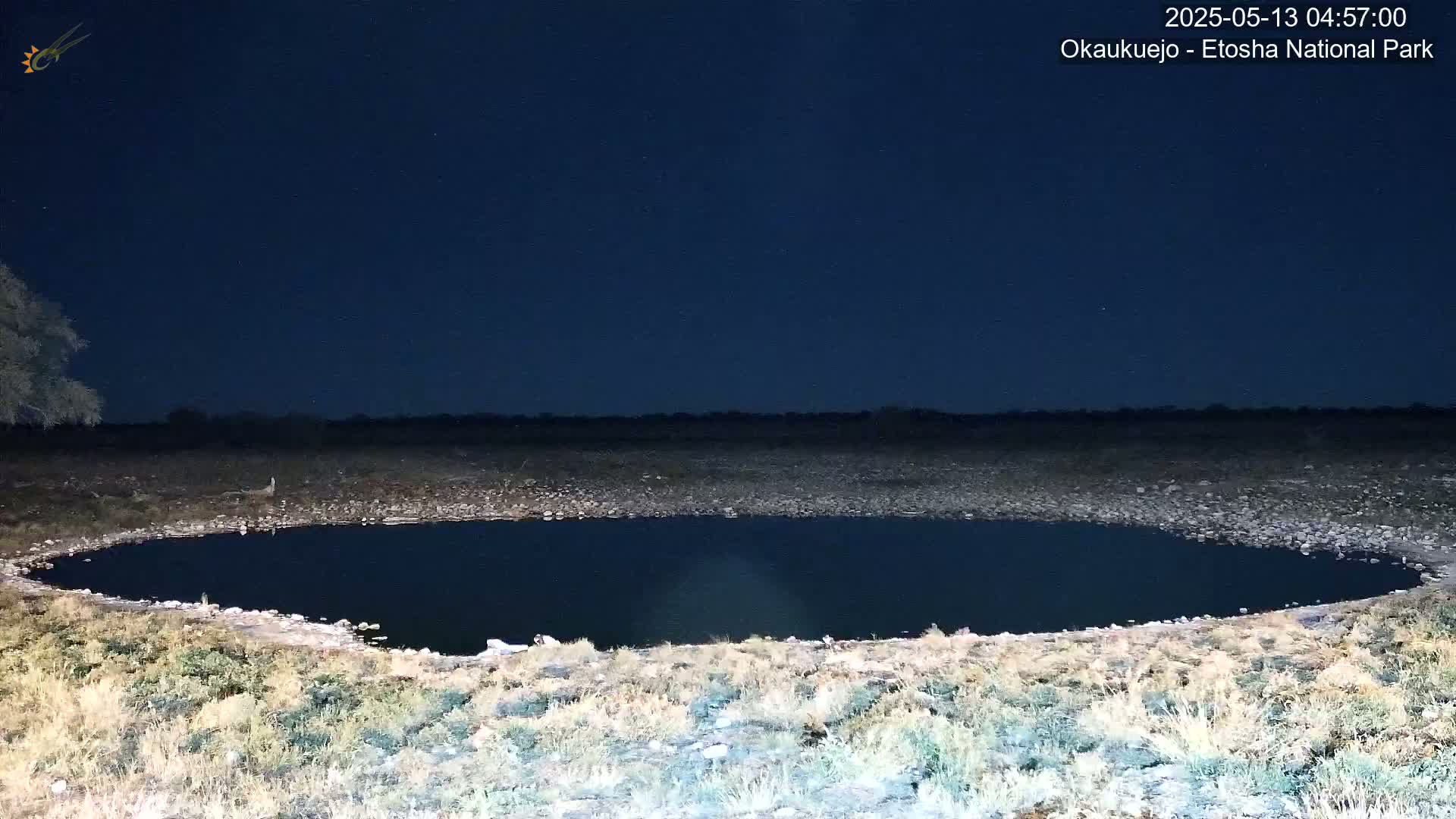 Wild Animal Life  in Okaukuejo Waterhole in Etosha National Park  -  Oshakati, Oshana, Namibia