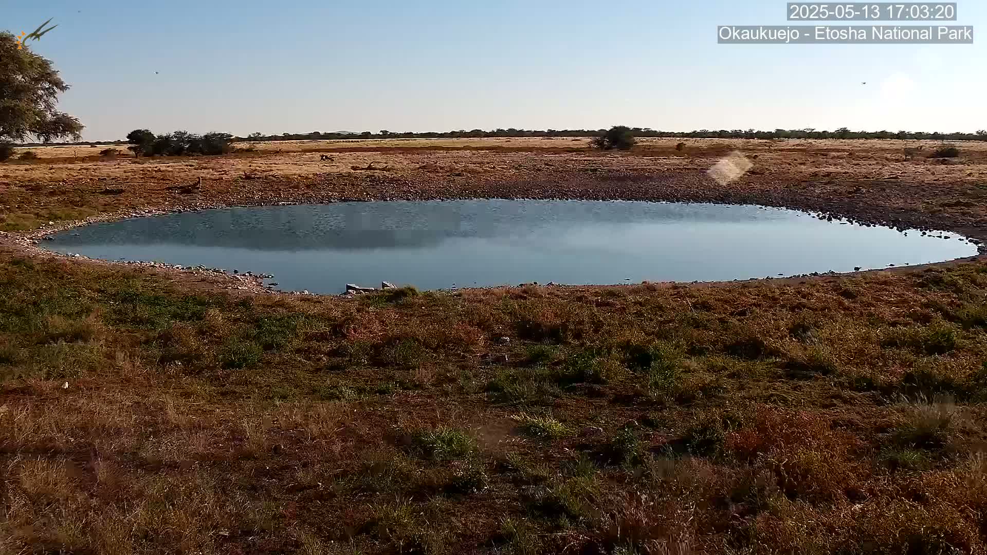 A small, calm body of water sits in a dry, grassy field under a clear blue sky.