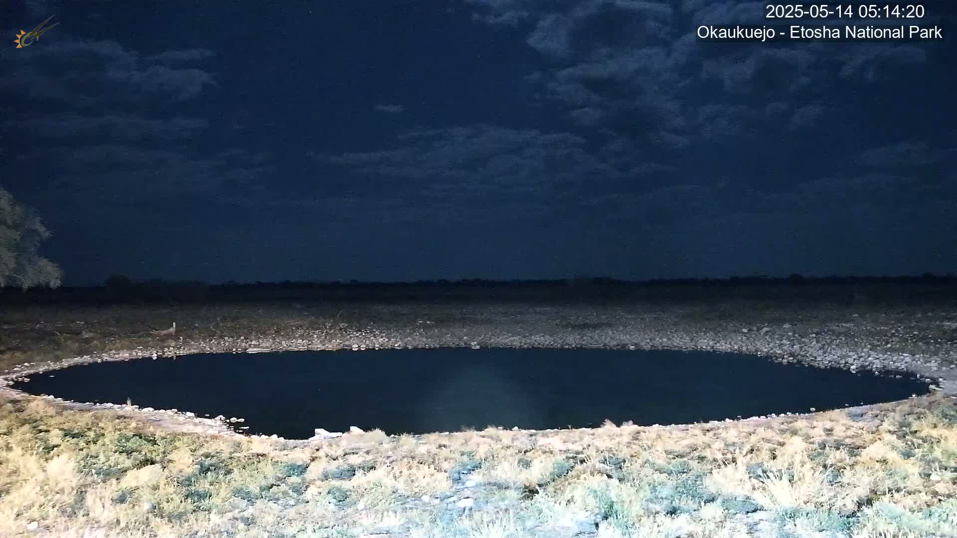 Wild Animal Life  in Okaukuejo Waterhole in Etosha National Park  -  Oshakati, Oshana, Namibia