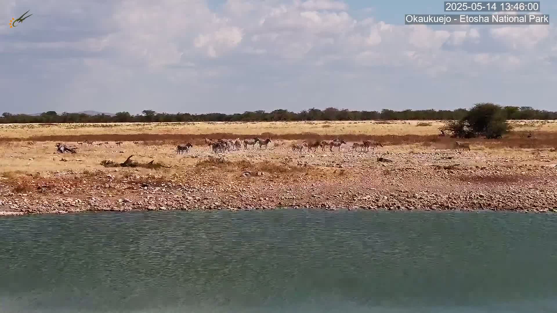 A herd of zebras stands near a body of water on a dry, rocky plain under a partly cloudy sky.