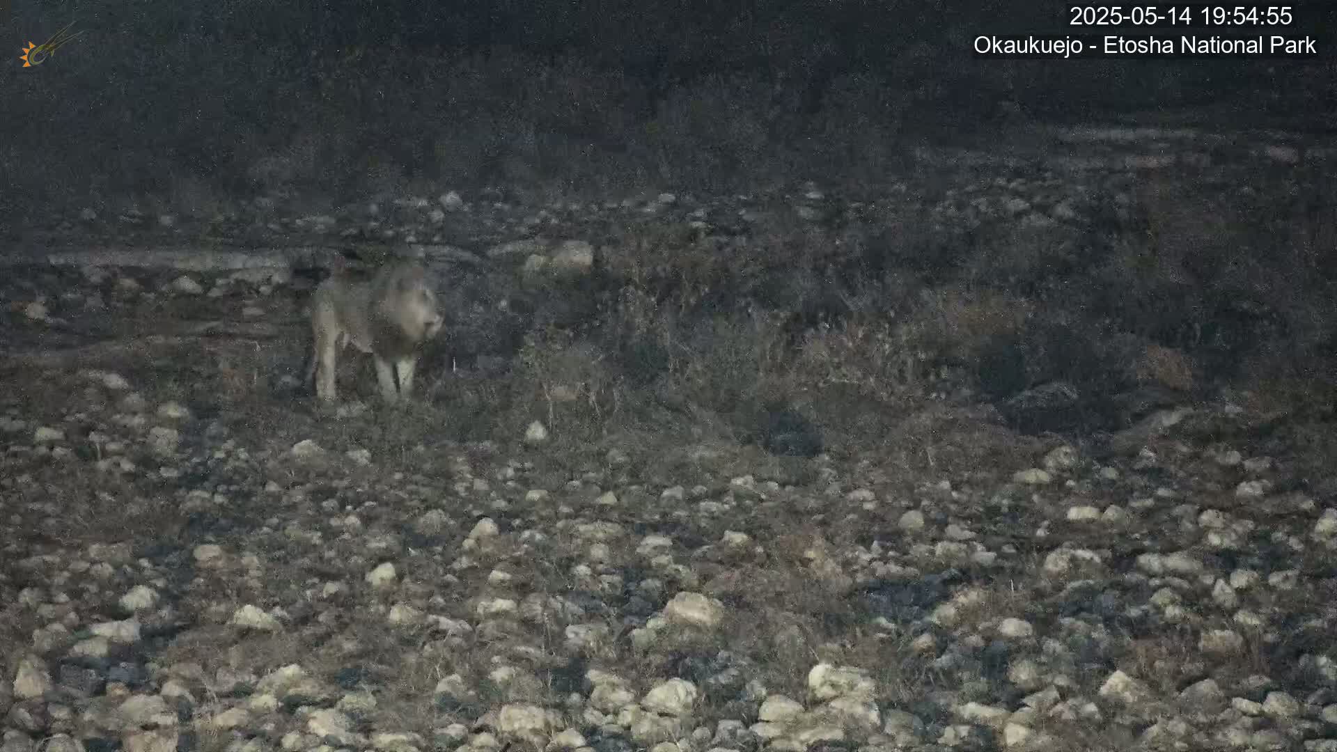 A lion stands in a rocky, sparsely vegetated area at night.