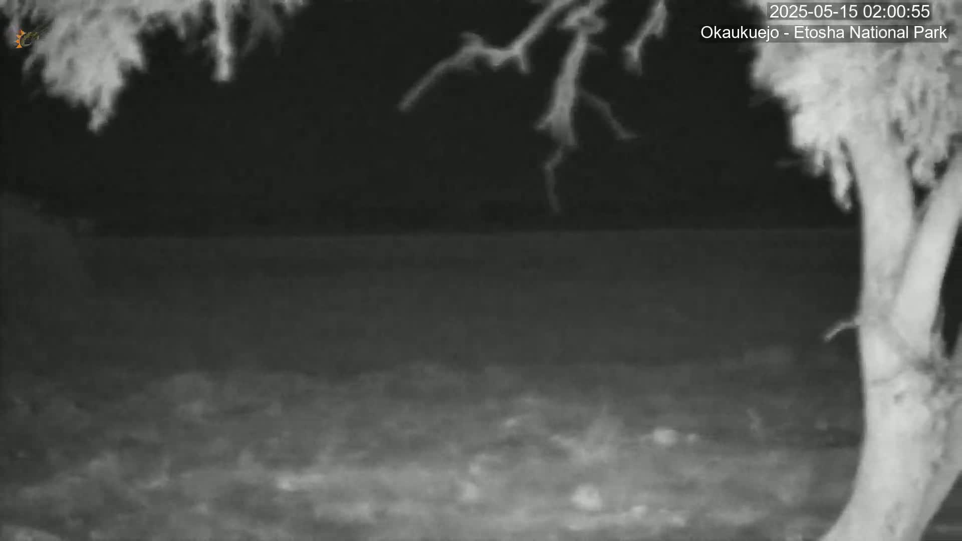 Wild Animal Life  in Okaukuejo Waterhole in Etosha National Park  -  Oshakati, Oshana, Namibia