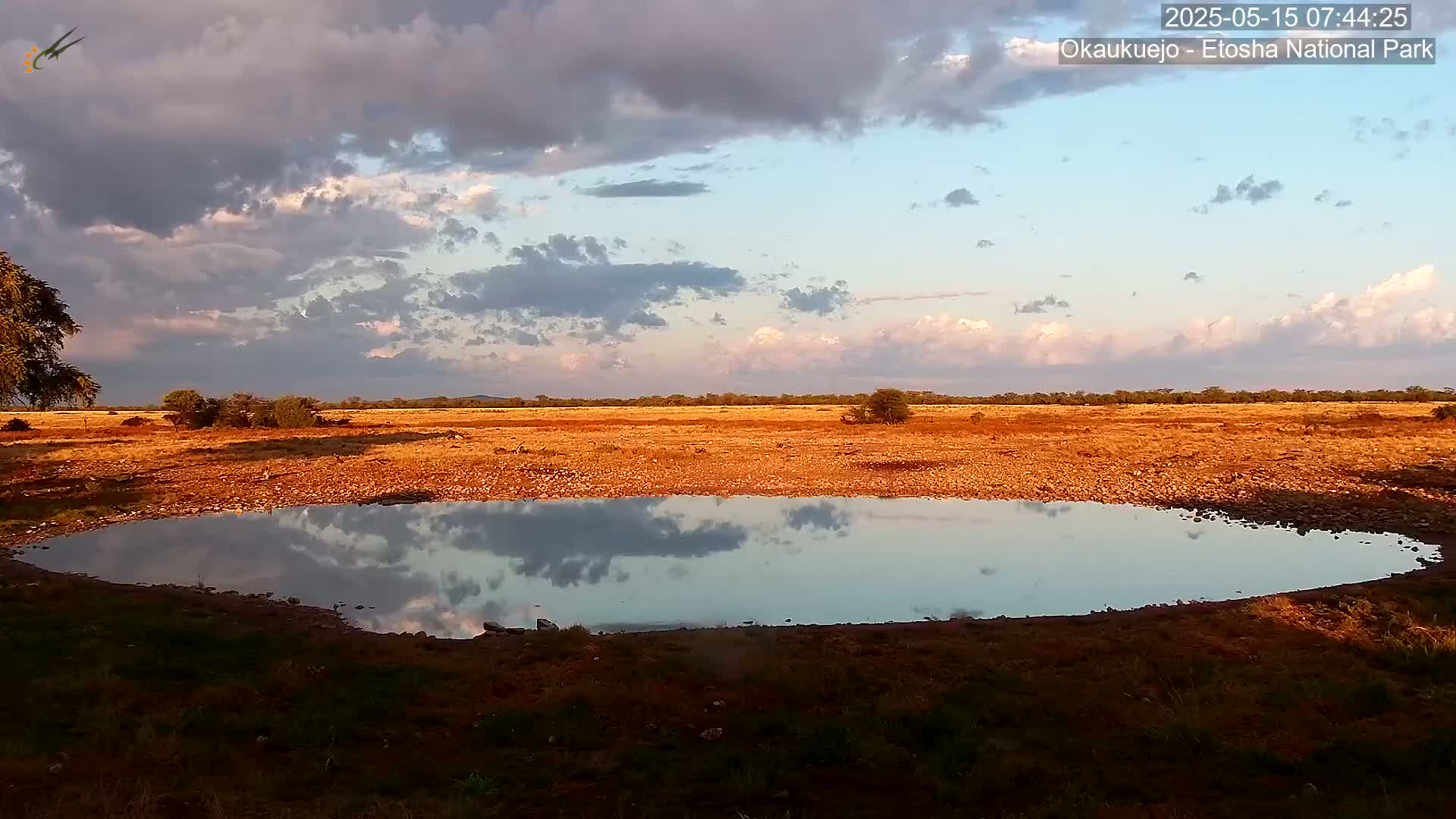 Wild Animal Life  in Okaukuejo Waterhole in Etosha National Park  -  Oshakati, Oshana, Namibia