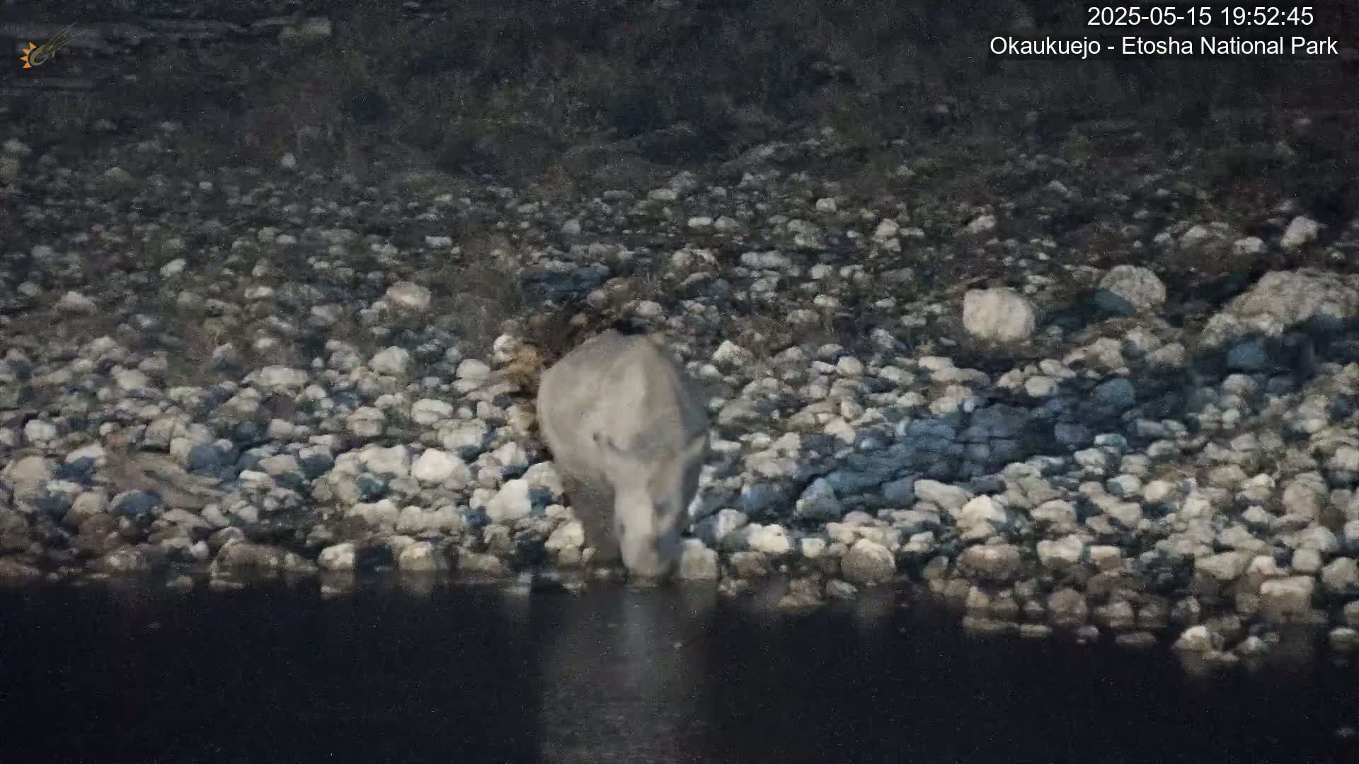 A rhinoceros drinks water from a dark pool beside a rocky bank at dusk.