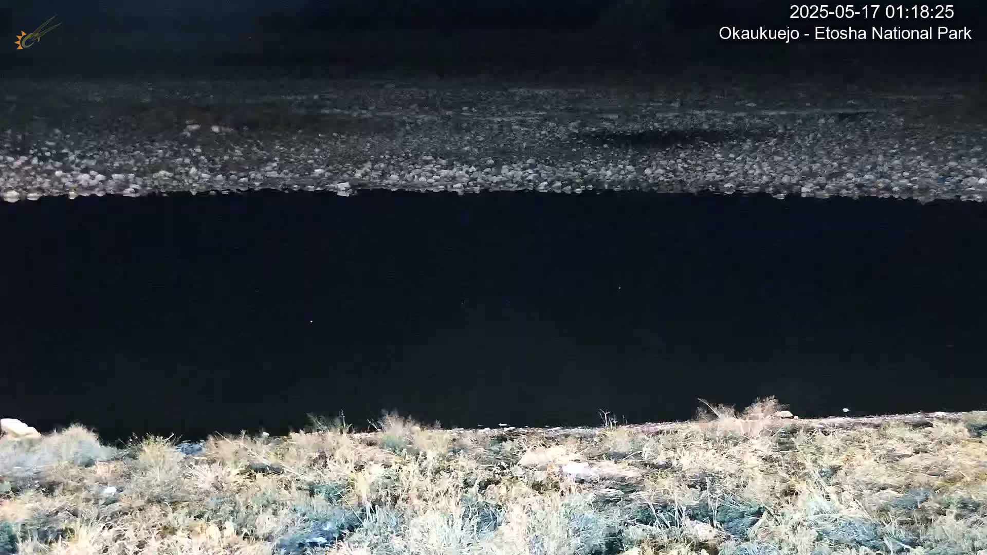 Wild Animal Life  in Okaukuejo Waterhole in Etosha National Park  -  Oshakati, Oshana, Namibia