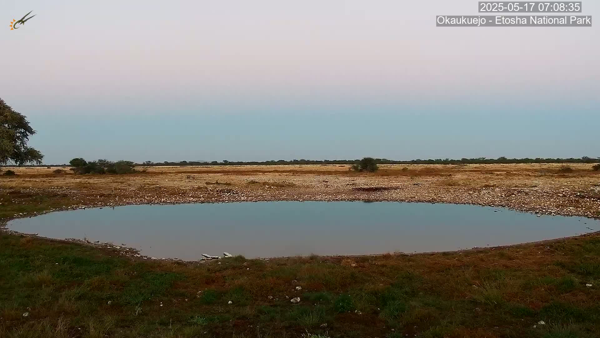 Wild Animal Life  in Okaukuejo Waterhole in Etosha National Park  -  Oshakati, Oshana, Namibia