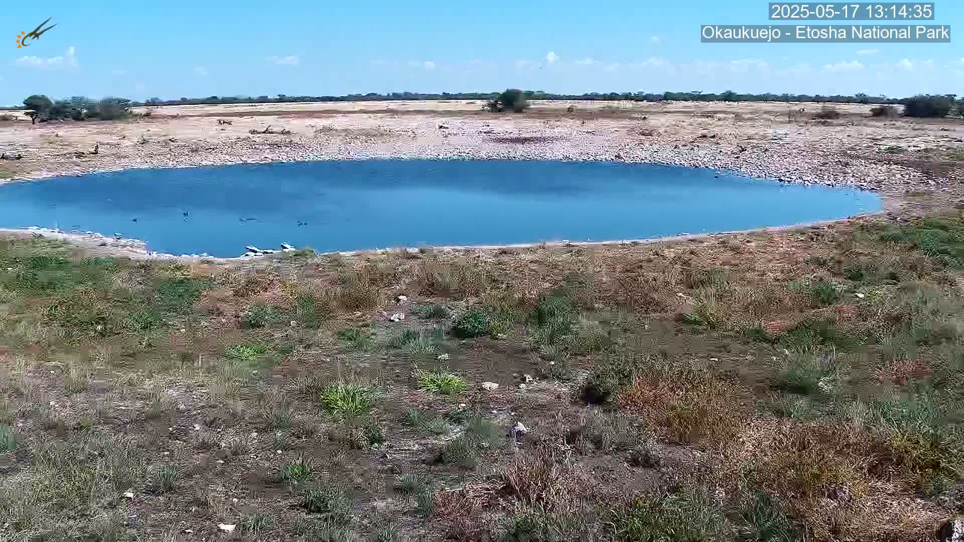 A small, bright blue watering hole is surrounded by dry, sparse vegetation under a mostly sunny sky.
