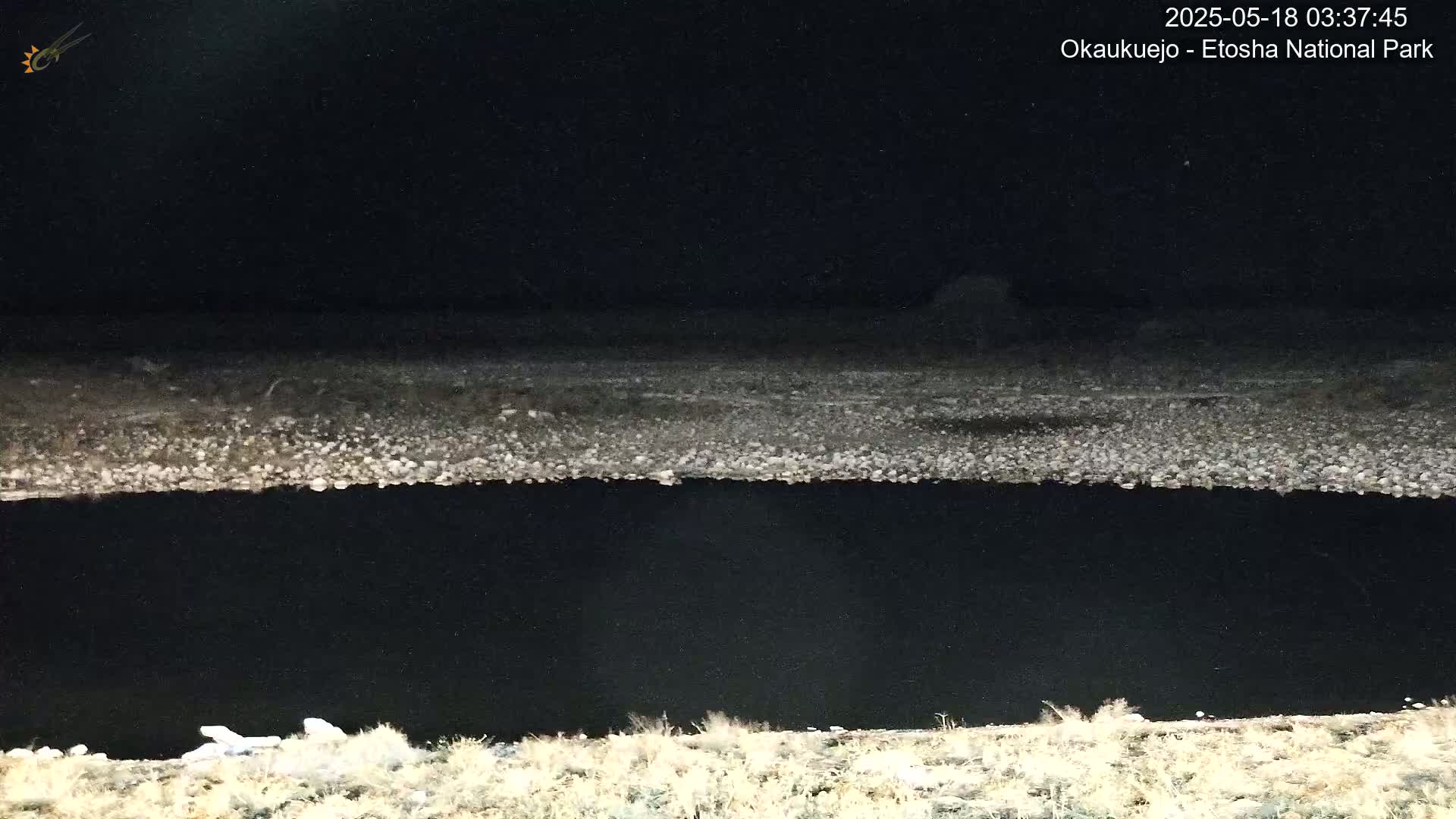 Wild Animal Life  in Okaukuejo Waterhole in Etosha National Park  -  Oshakati, Oshana, Namibia