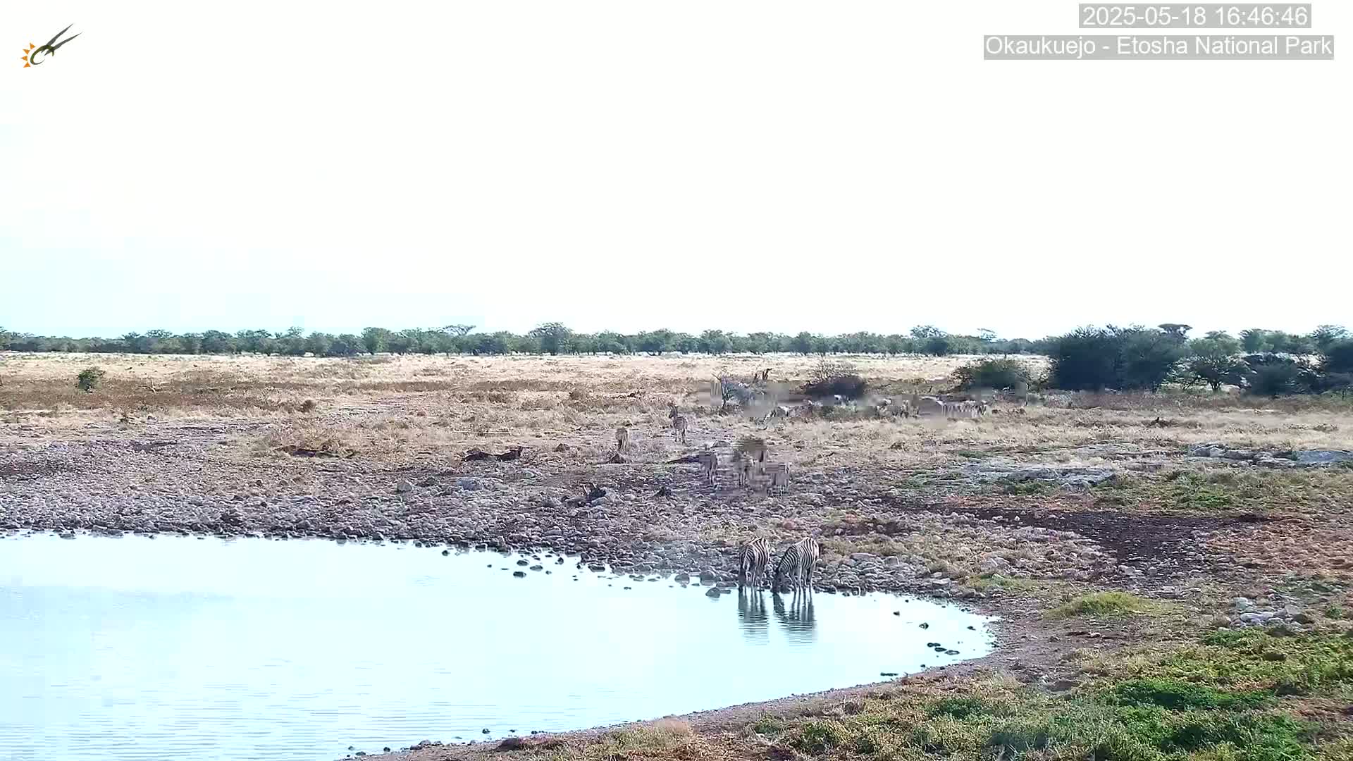 A herd of zebras and other wildlife drink from a small watering hole on a dry, rocky plain under a bright, mostly clear sky.