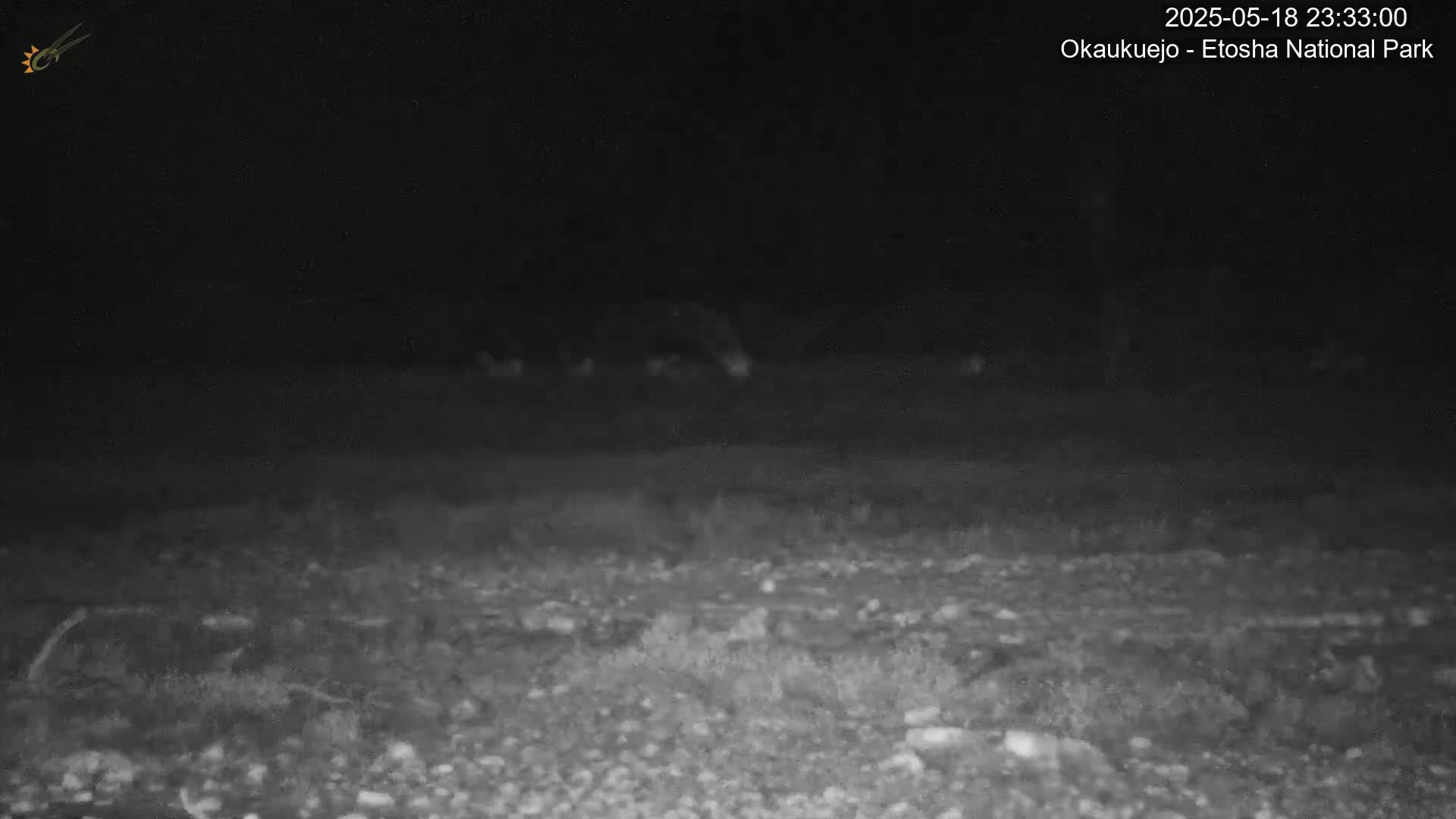 A nighttime, low-light image shows a rocky, sparsely vegetated ground under a dark sky.