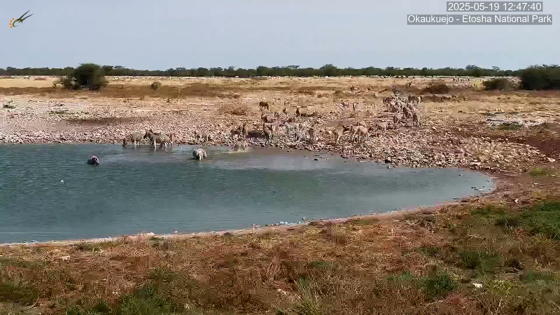 A herd of zebras and a hippopotamus are gathered at a watering hole under a clear sky in a dry, rocky landscape.
