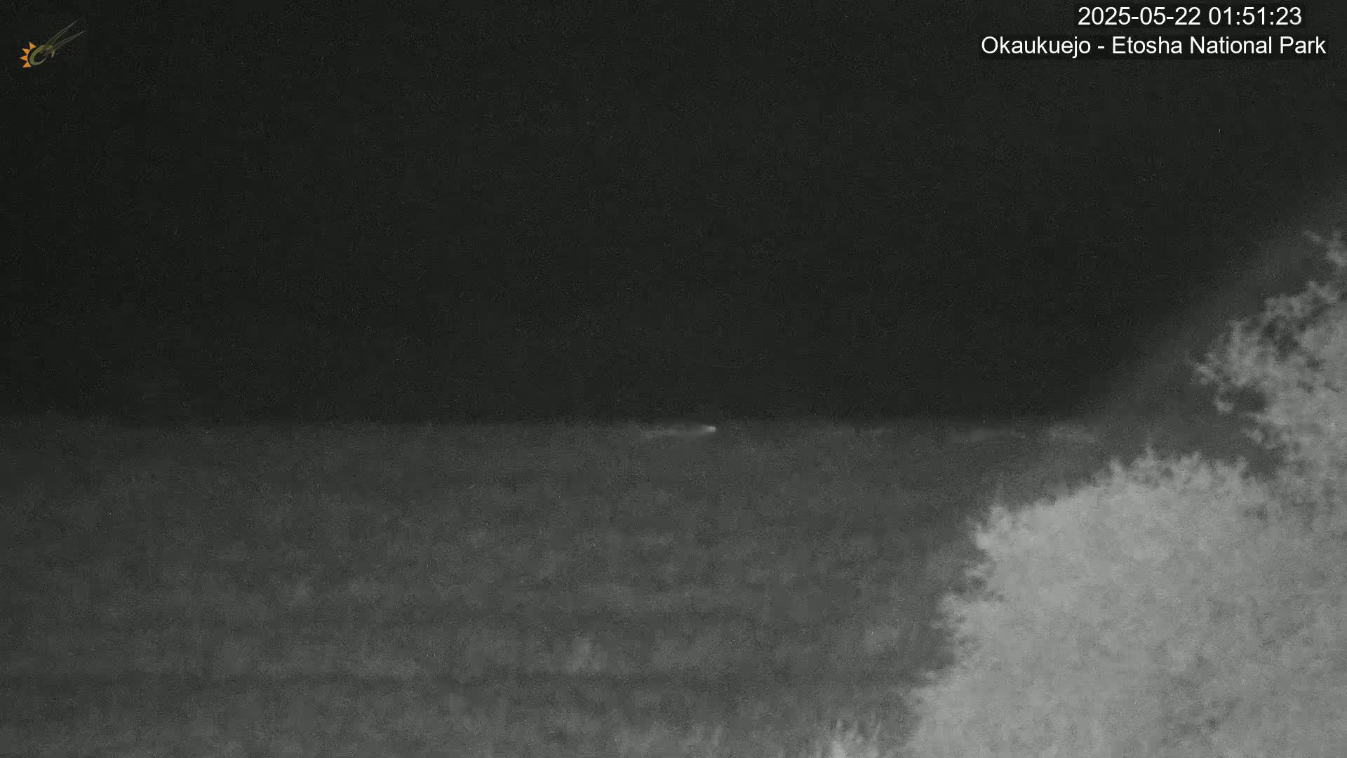 A nighttime, low-light image shows a dark, flat landscape with some indistinct shrubbery in the lower right corner under a dark sky.