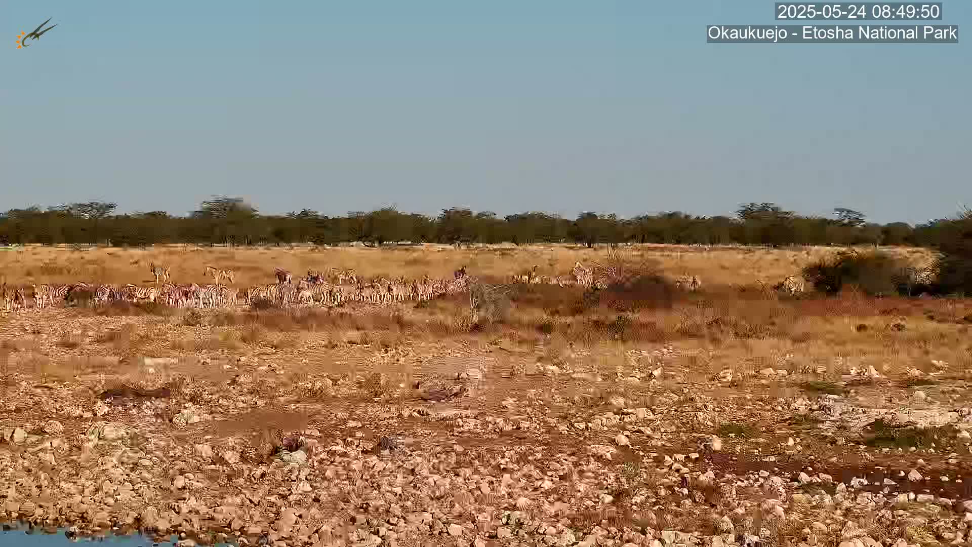 Wild Animal Life  in Okaukuejo Waterhole in Etosha National Park  -  Oshakati, Oshana, Namibia