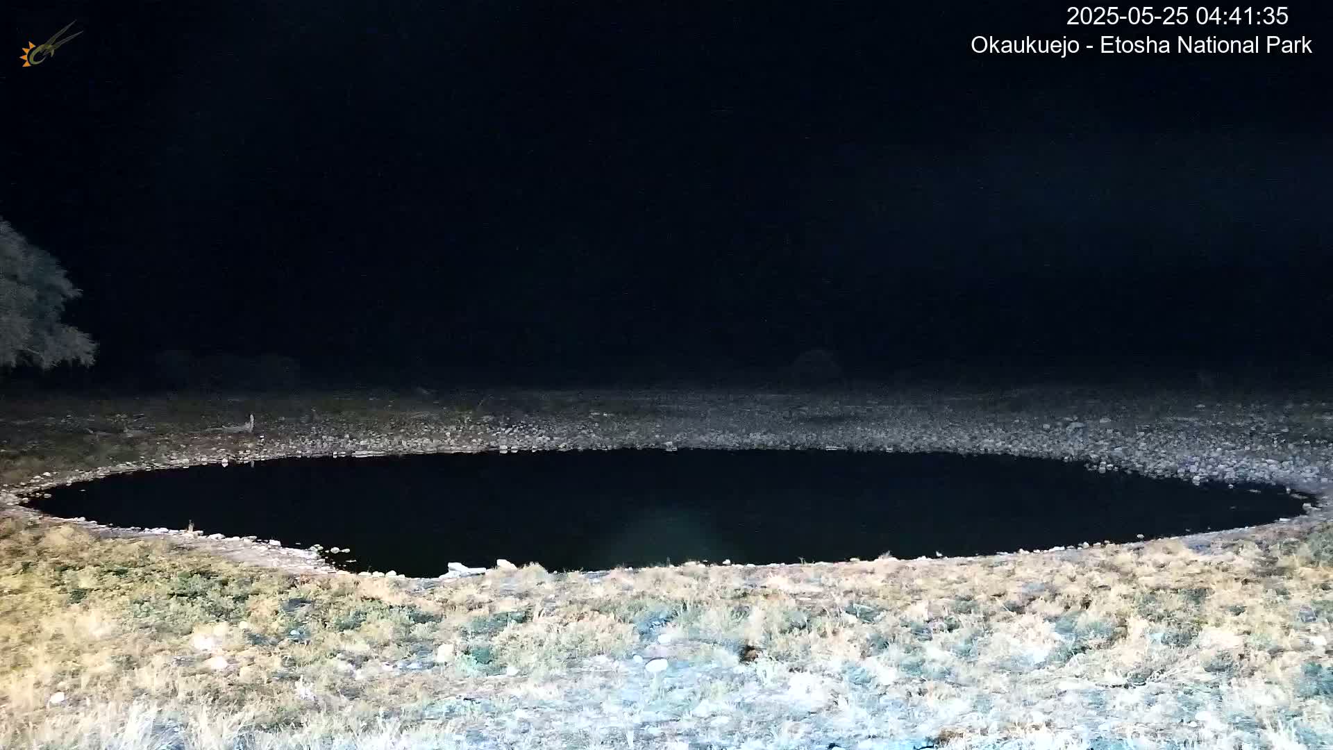 Wild Animal Life  in Okaukuejo Waterhole in Etosha National Park  -  Oshakati, Oshana, Namibia