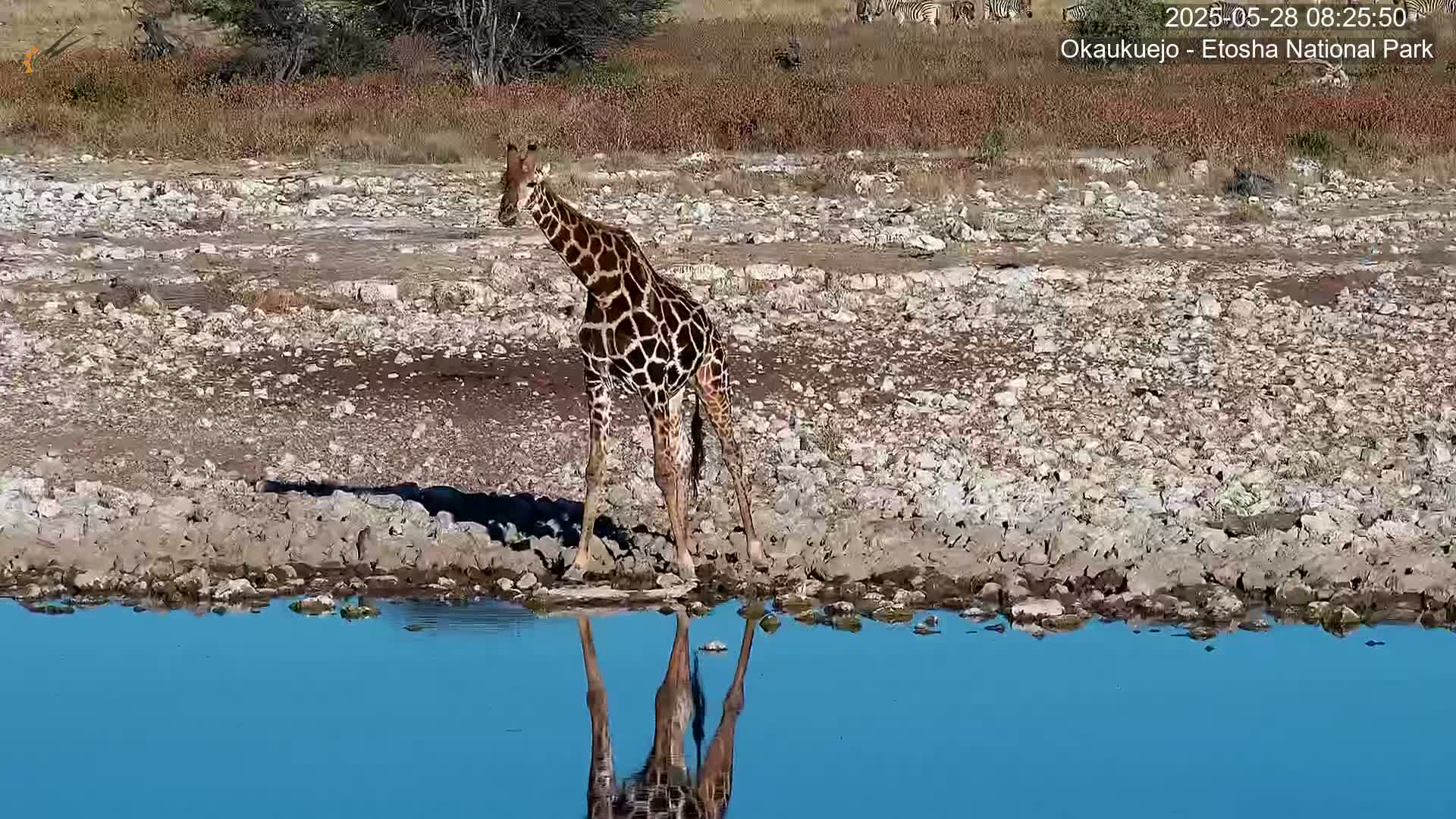 Wild Animal Life  in Okaukuejo Waterhole in Etosha National Park  -  Oshakati, Oshana, Namibia