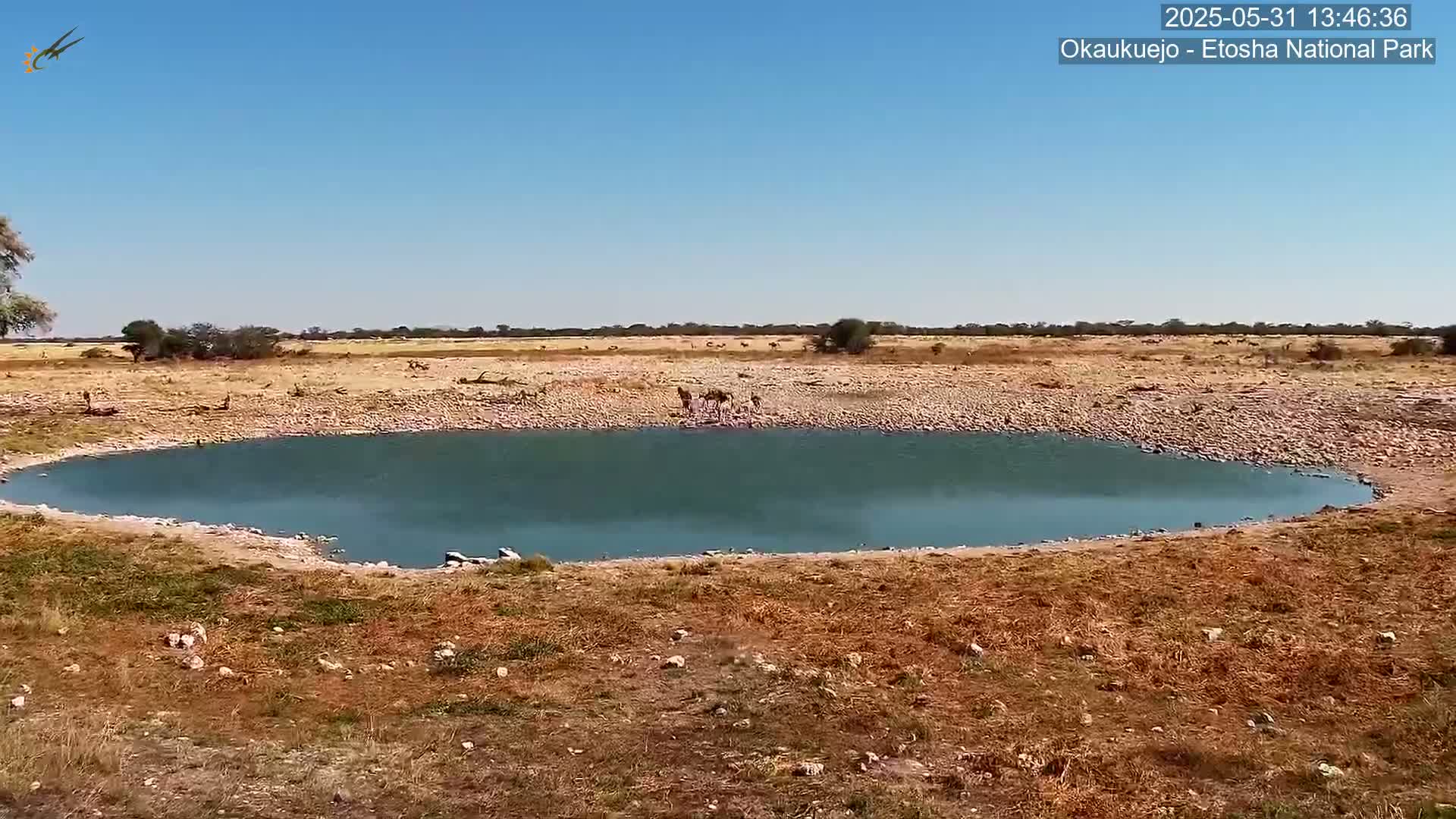 A small, kidney-shaped watering hole with several animals drinking from it sits in a dry, arid landscape under a clear blue sky.