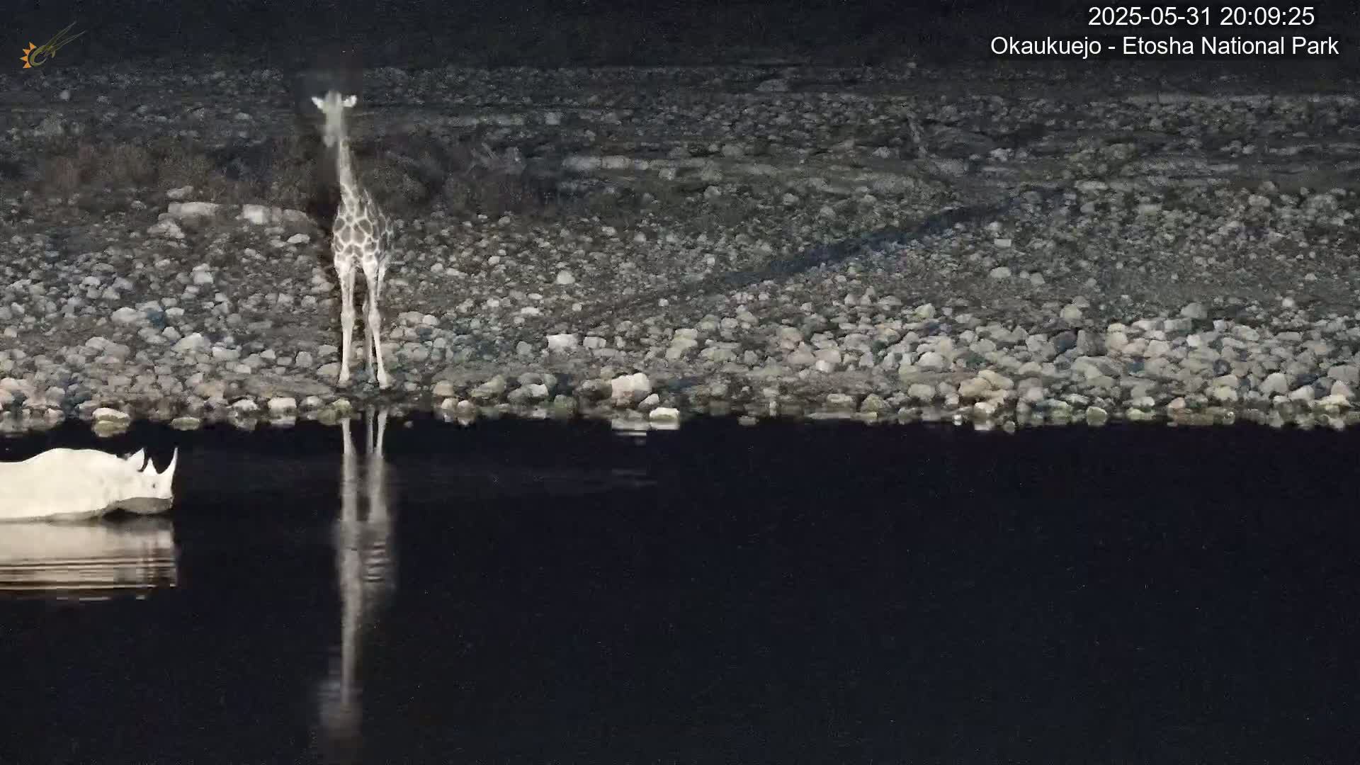 A giraffe and a rhinoceros stand near a dark body of water at night, reflected in the still water.