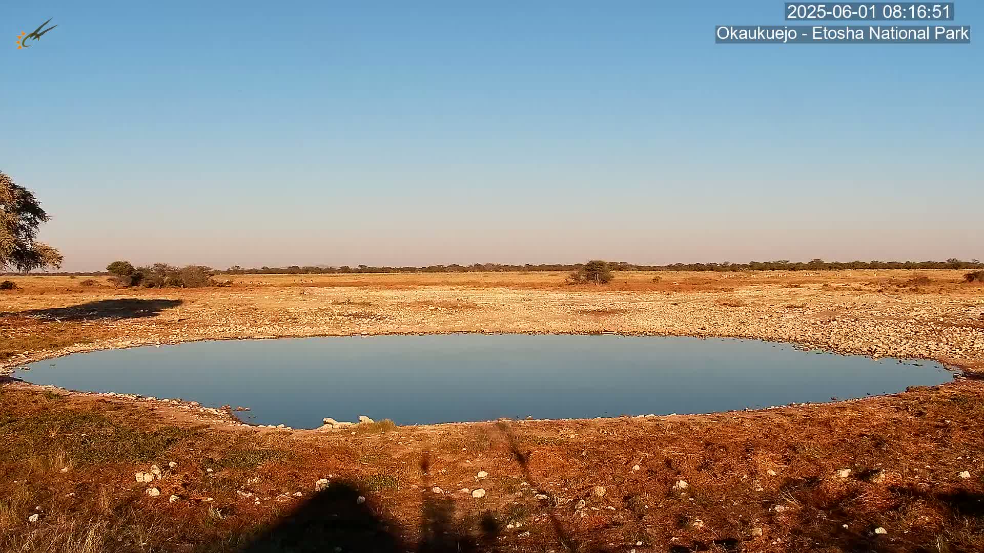 Wild Animal Life  in Okaukuejo Waterhole in Etosha National Park  -  Oshakati, Oshana, Namibia