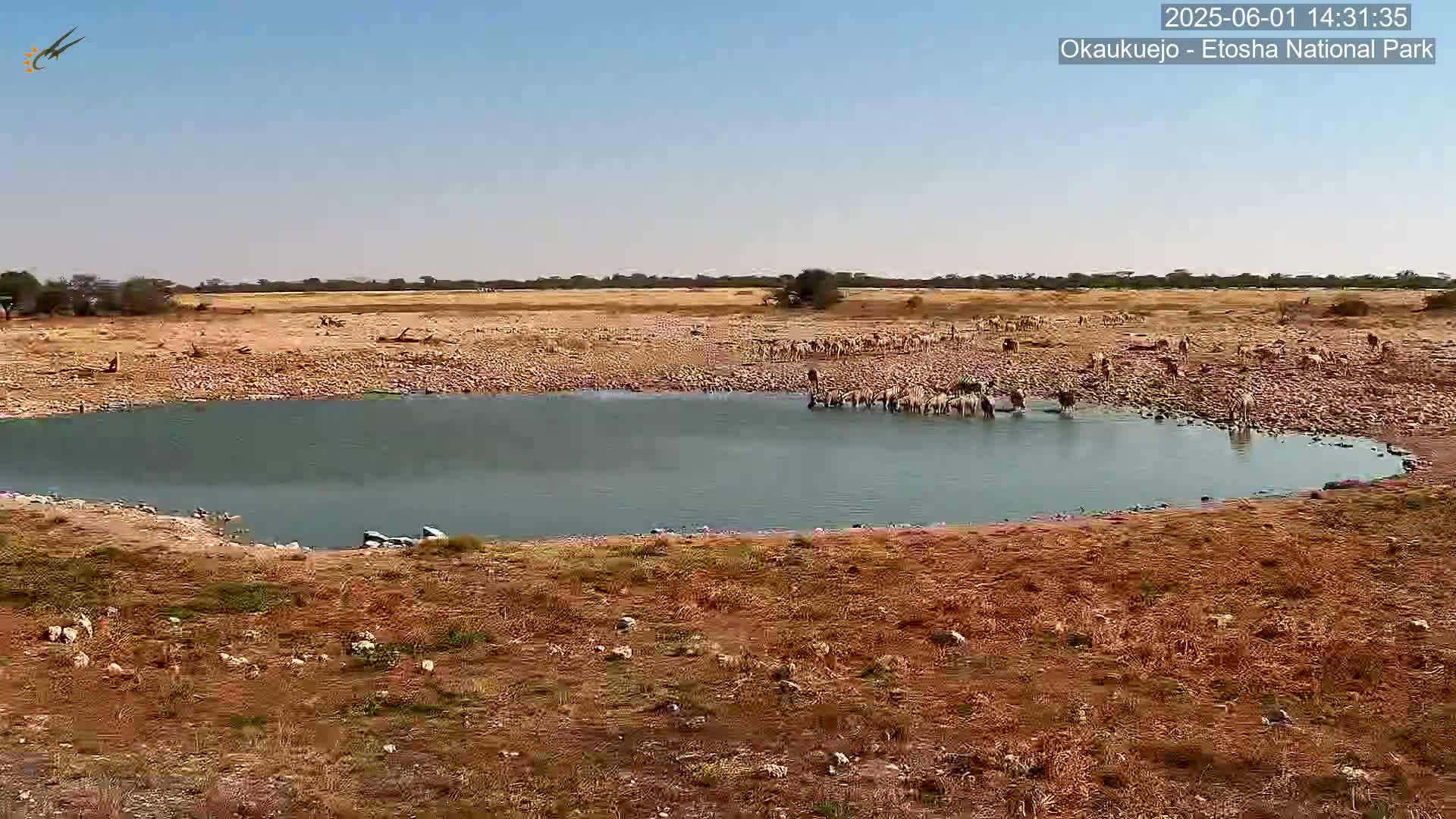 Wild Animal Life  in Okaukuejo Waterhole in Etosha National Park  -  Oshakati, Oshana, Namibia