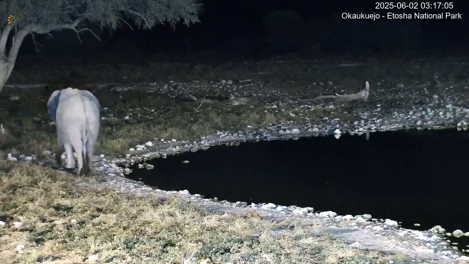 An elephant walks away from a dark pool of water at night in a grassy, rocky area.
