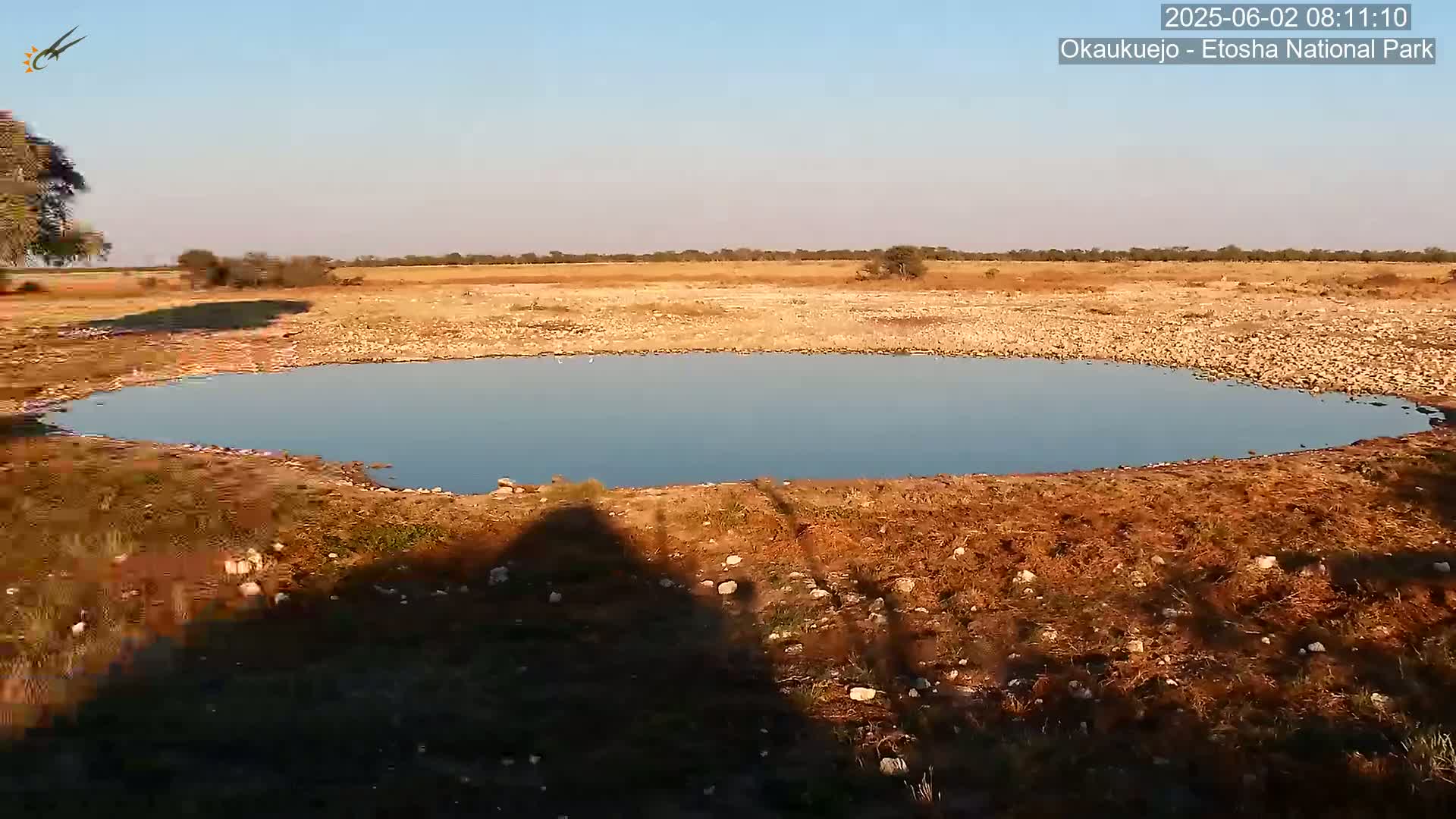 Wild Animal Life  in Okaukuejo Waterhole in Etosha National Park  -  Oshakati, Oshana, Namibia