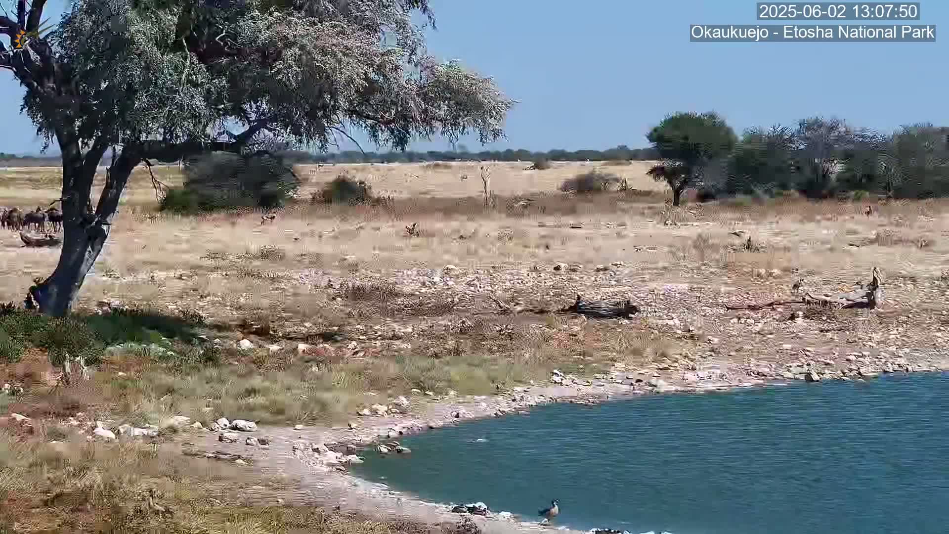 A herd of animals grazes in a dry, sunny savanna near a small, clear watering hole under a large tree.