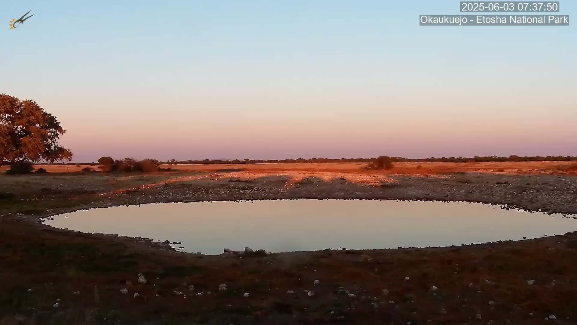Wild Animal Life  in Okaukuejo Waterhole in Etosha National Park  -  Oshakati, Oshana, Namibia