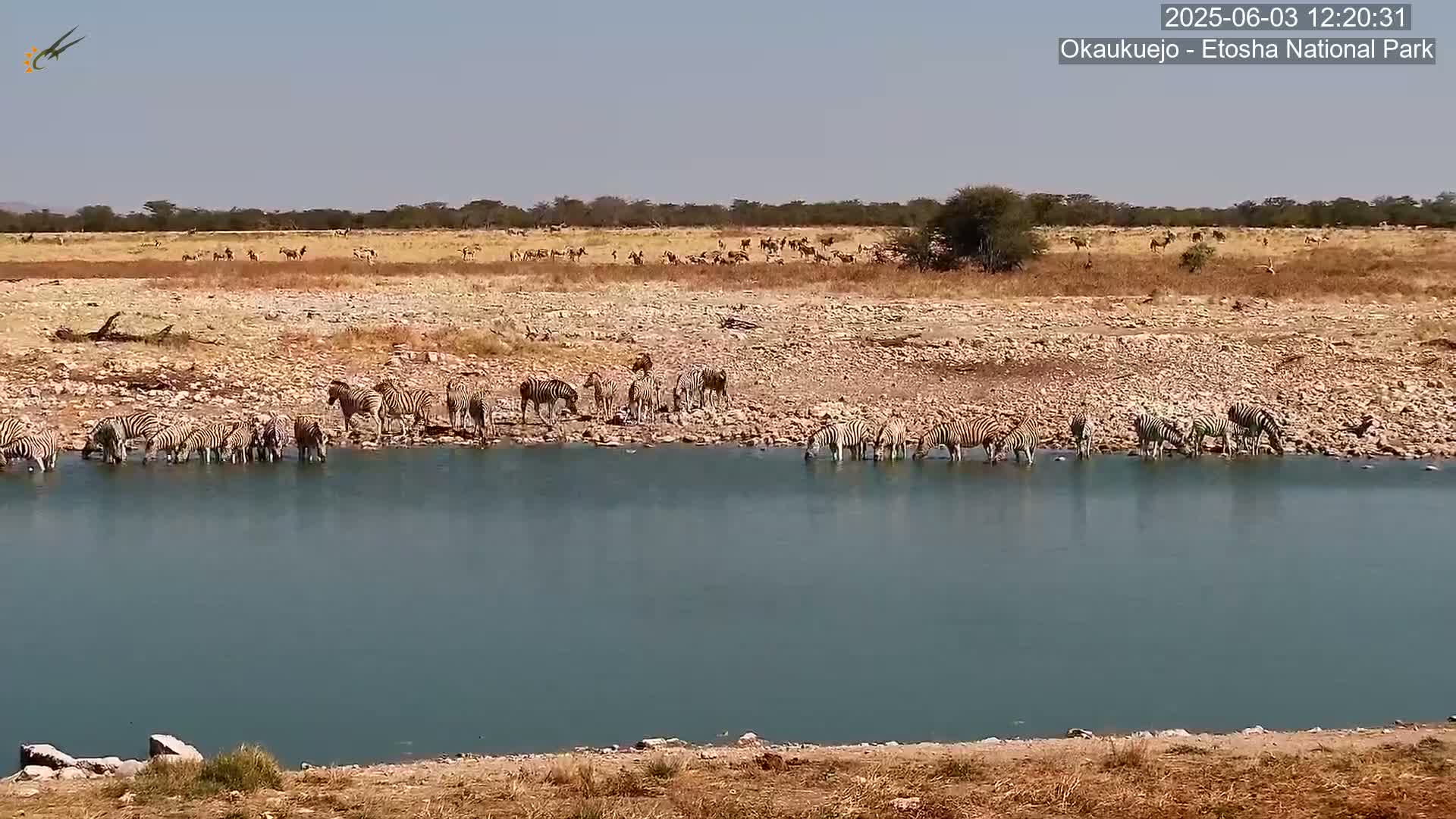 A herd of zebras drink from a watering hole in a dry, arid landscape under a clear sky.