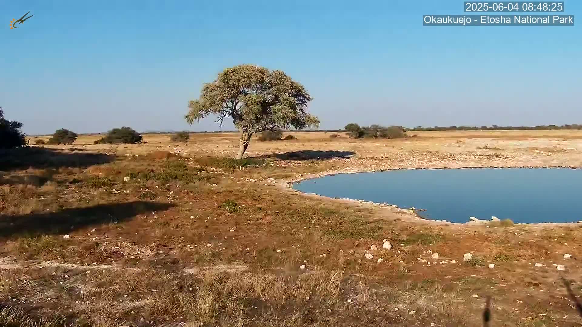 Wild Animal Life  in Okaukuejo Waterhole in Etosha National Park  -  Oshakati, Oshana, Namibia