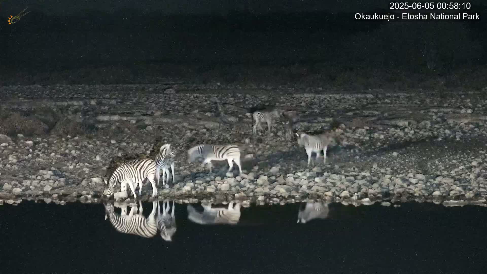 Several zebras drink from a dark body of water at night, their reflections visible in the still surface.